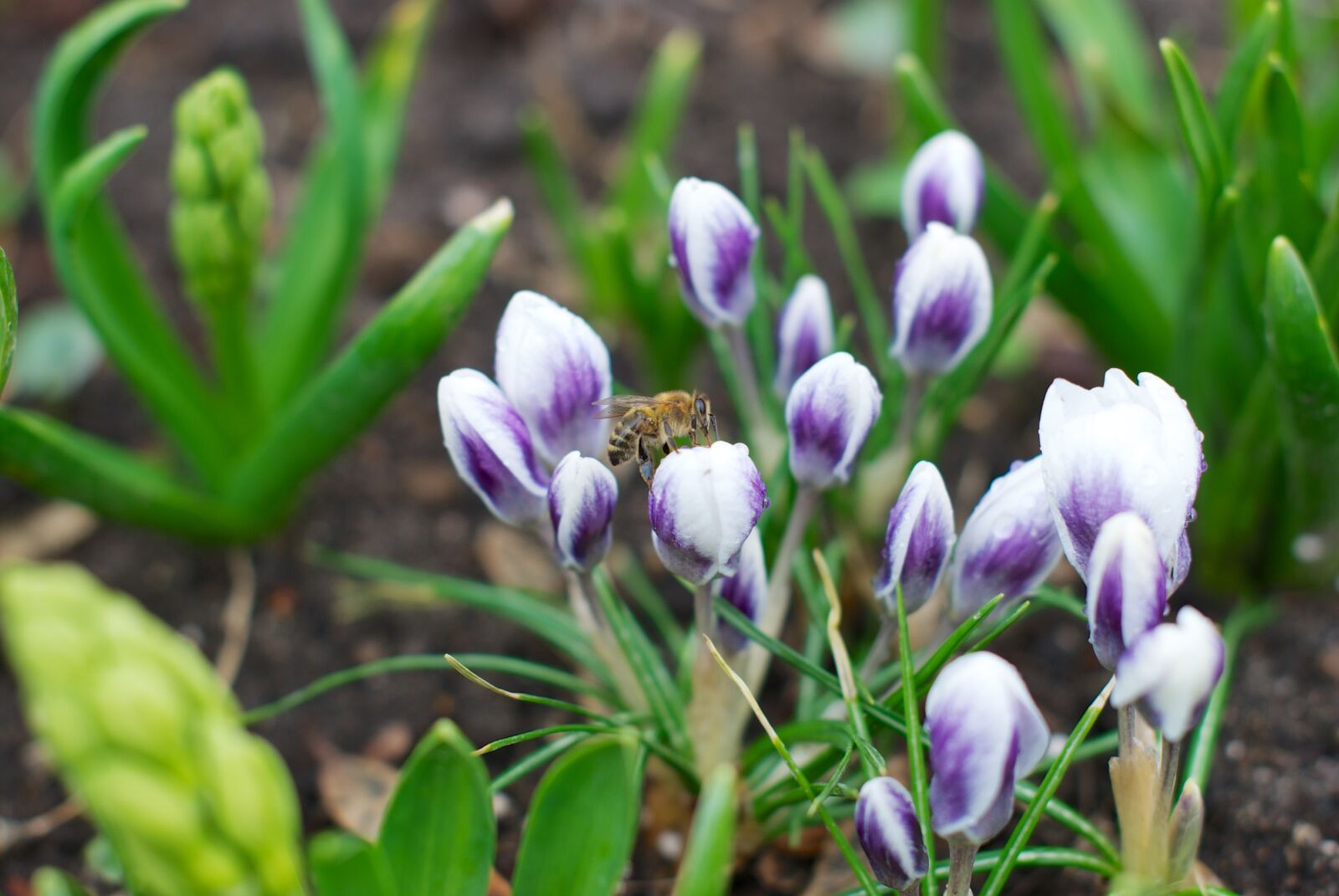 Nikon D80 sample photo. Crocus, spring, physic garden photography