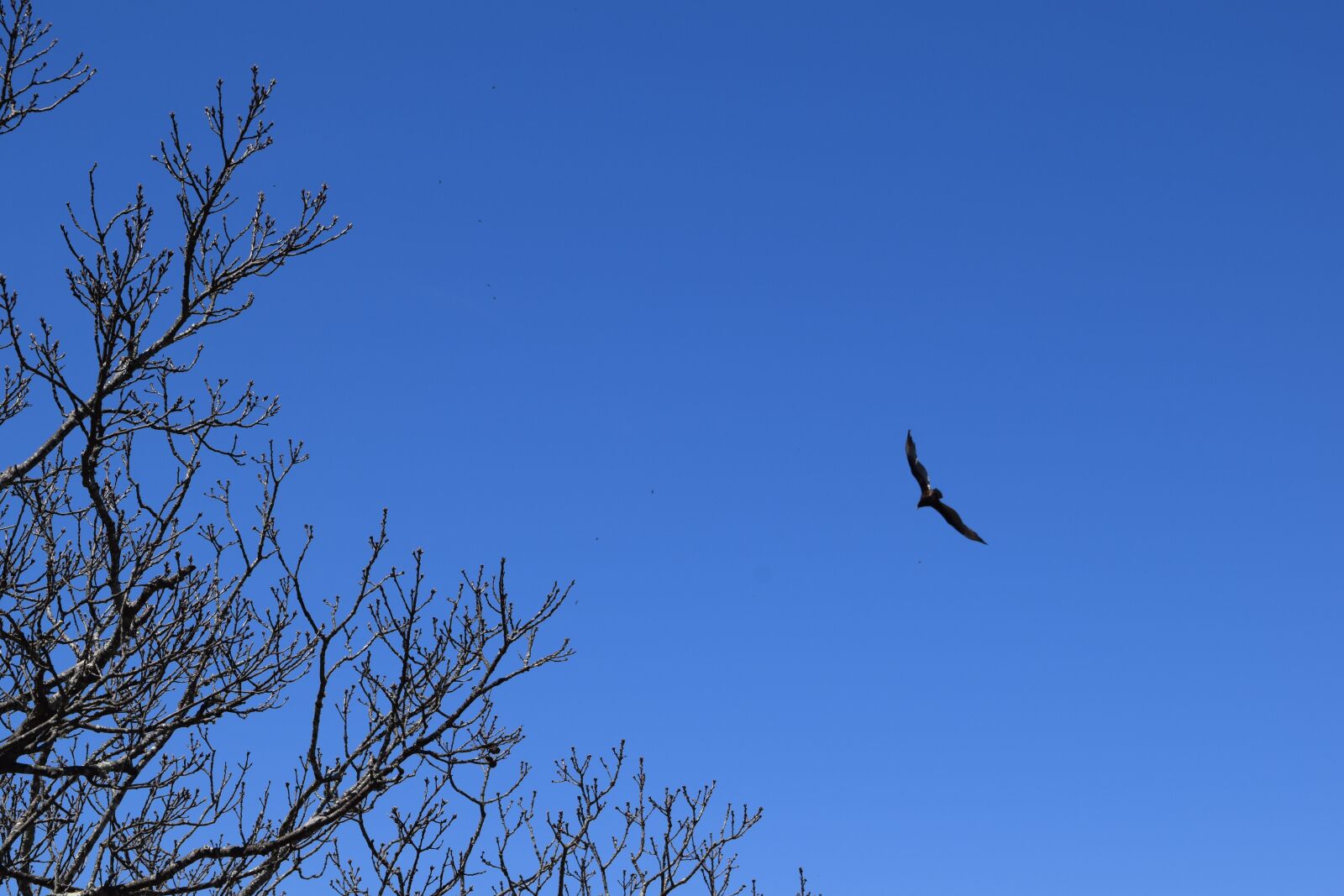 Nikon D3300 sample photo. Hawk, mountains, raptor photography