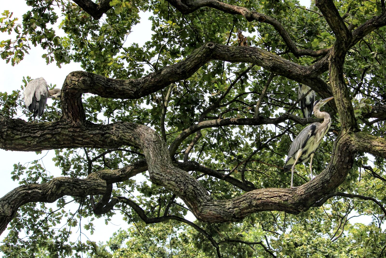 Canon EOS 600D (Rebel EOS T3i / EOS Kiss X5) sample photo. Tree, aesthetic, branches photography
