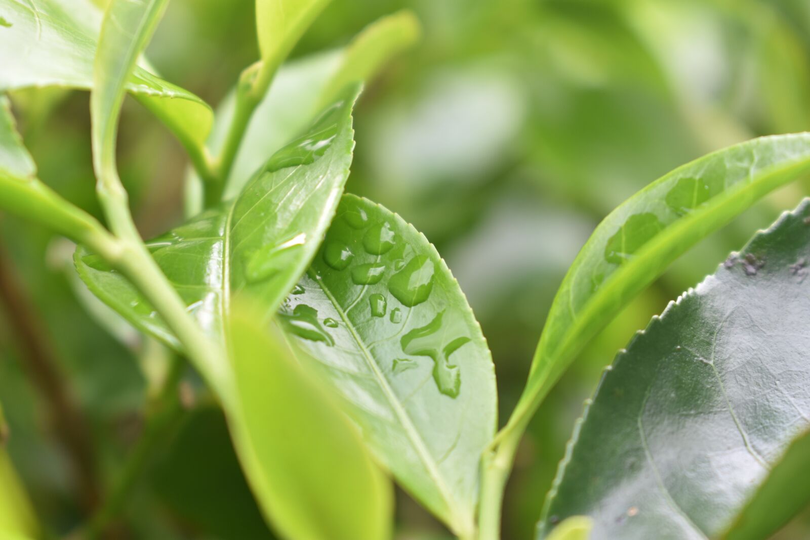 Nikon D3400 sample photo. Tea, waterdrops, leaves photography