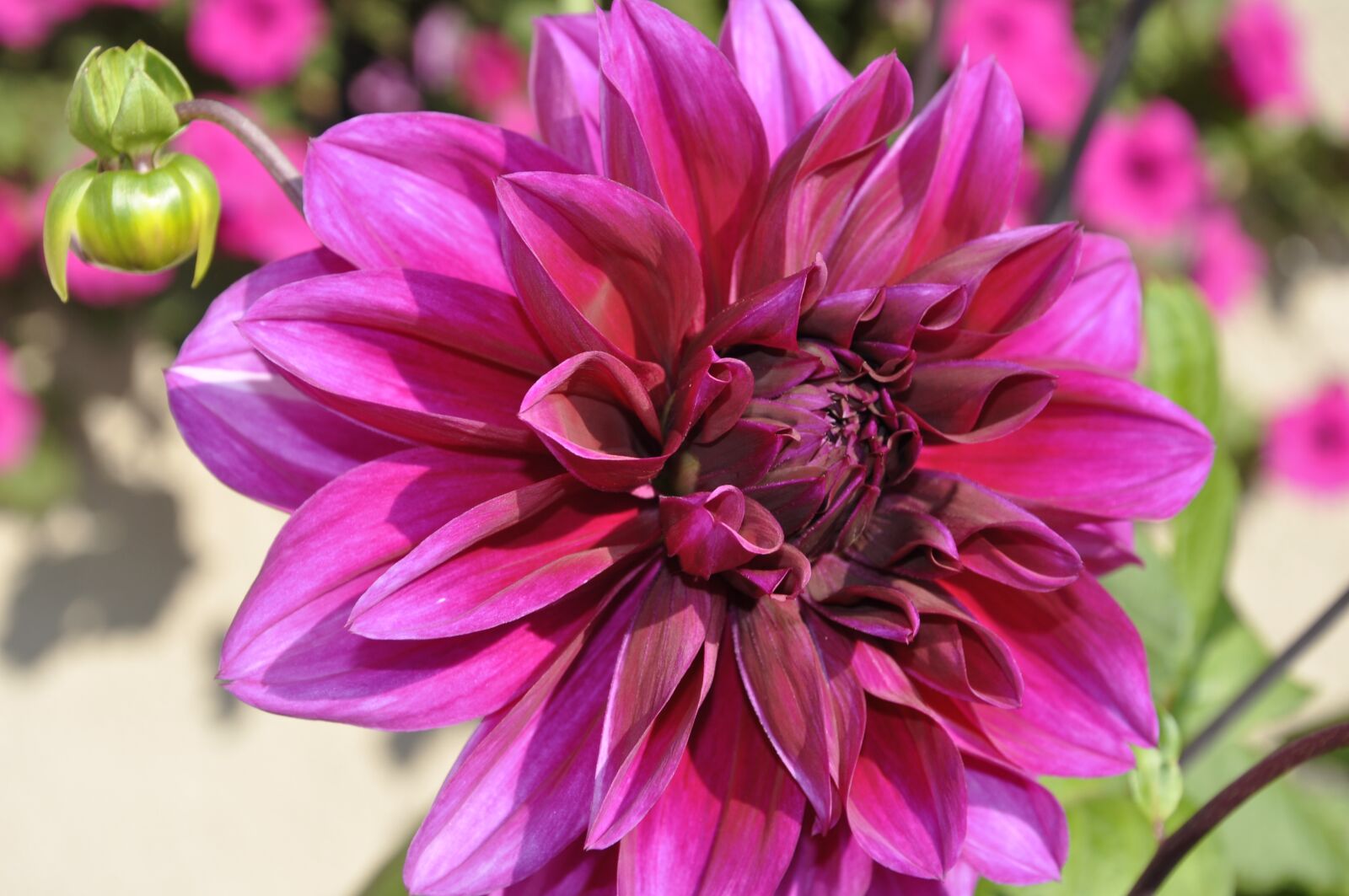 Nikon D5000 sample photo. Flower, blossom, bloom photography