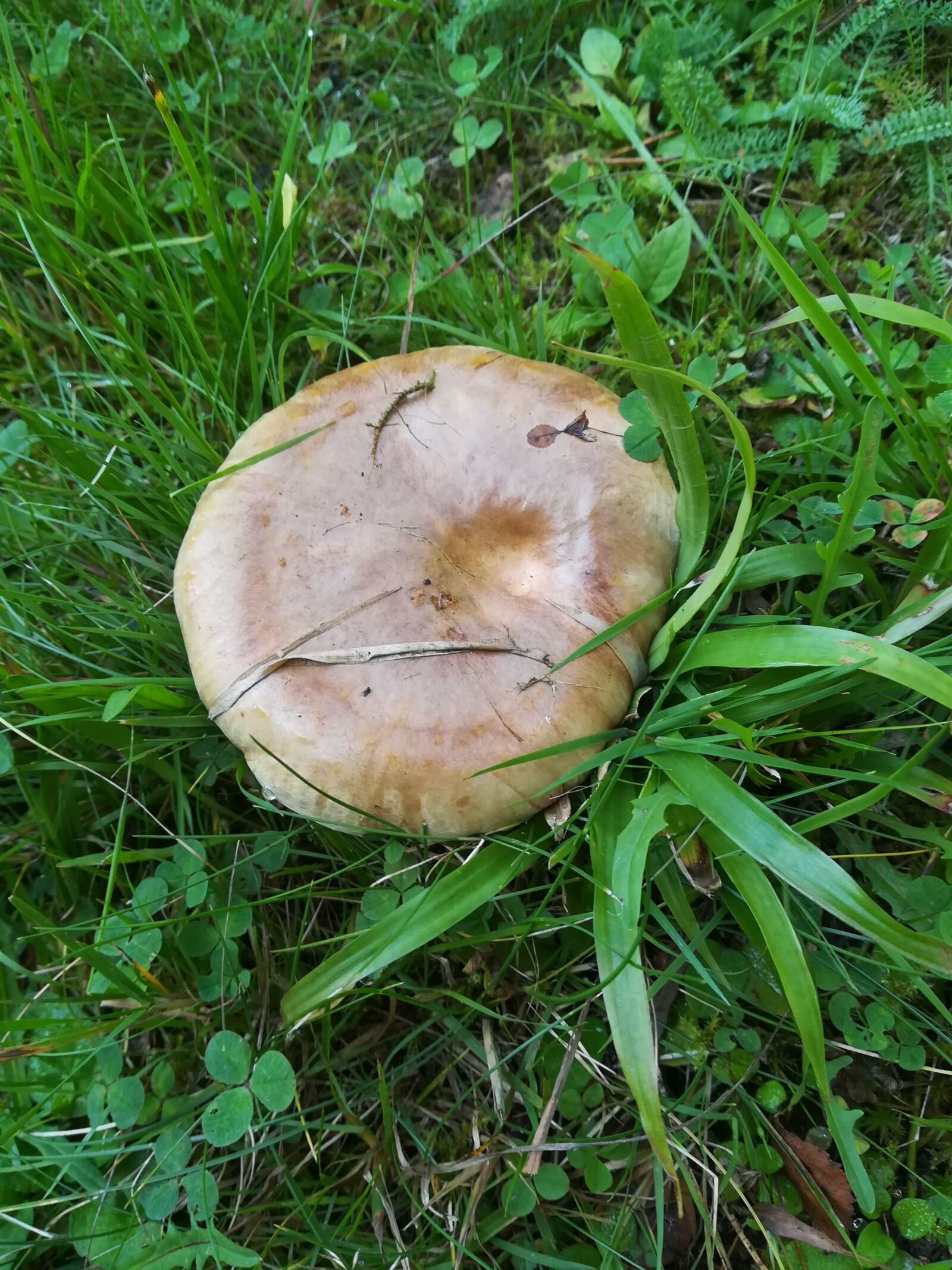 HUAWEI PRA-LX1 sample photo. Mushroom, russula, meadow photography