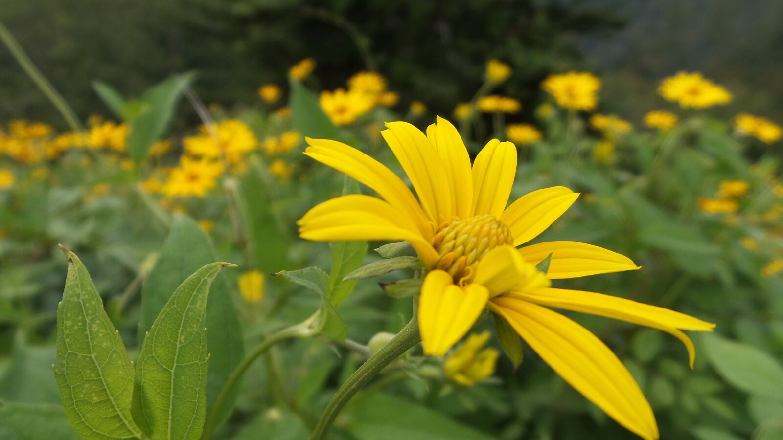 Samsung Galaxy Camera 2 sample photo. Wildflower, yellow flower, daisy photography