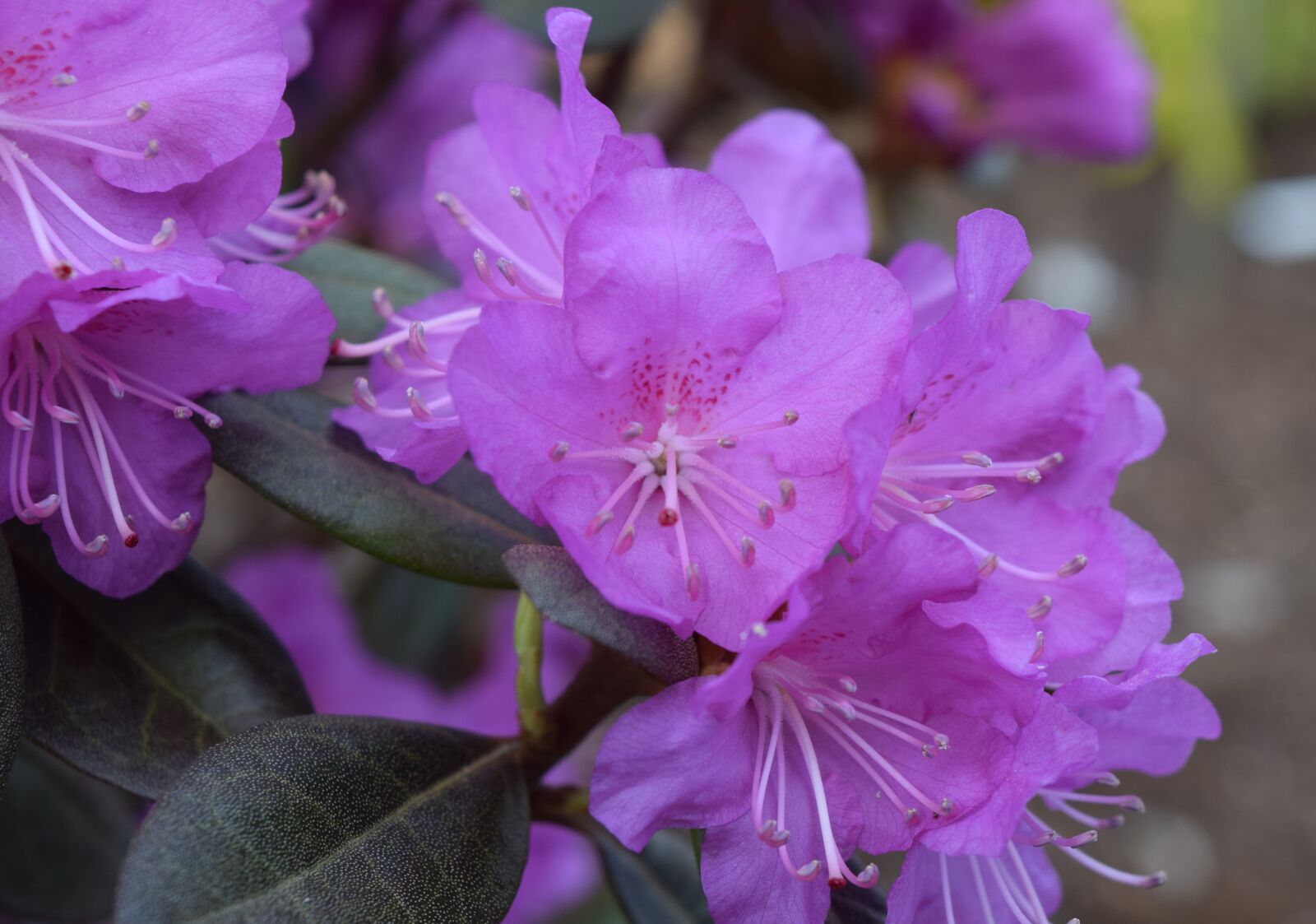 Nikon D5300 sample photo. Flower, flowers photography