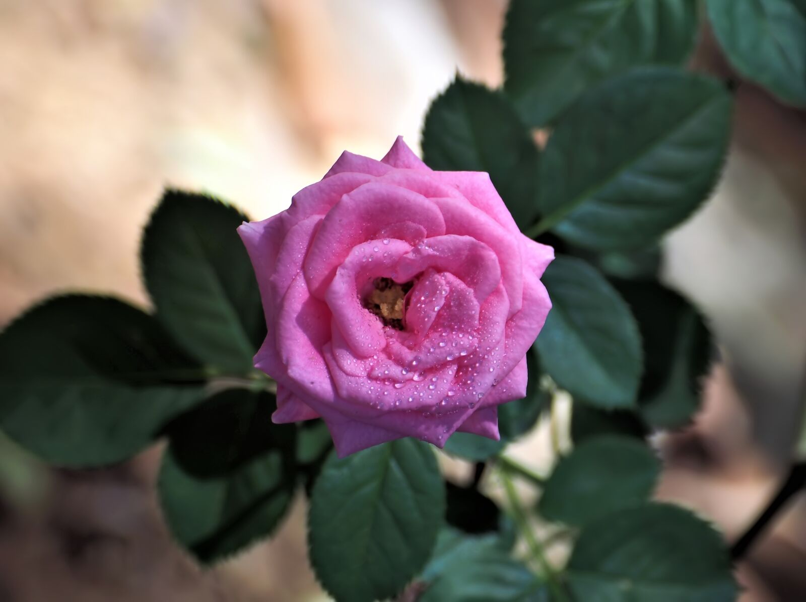Panasonic Lumix G Vario HD 14-140mm F4-5.8 OIS sample photo. Pink rose, small, plant photography
