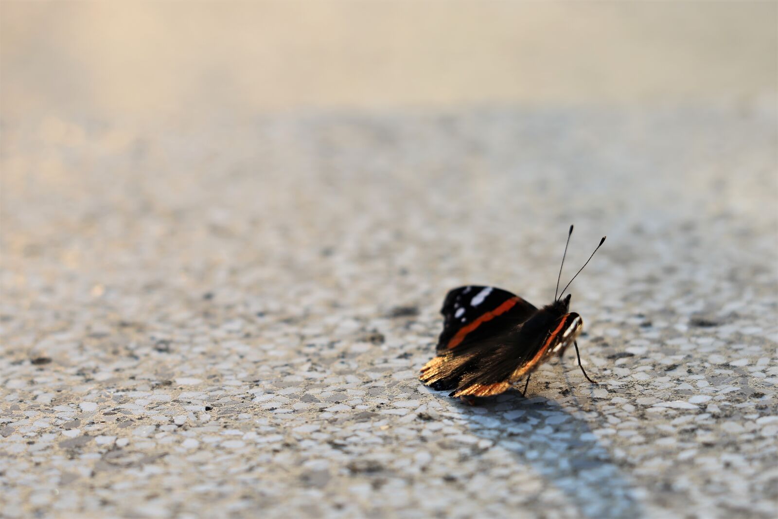 Canon EF 70-300 F4-5.6 IS II USM sample photo. Butterfly red admiral, vanessa photography