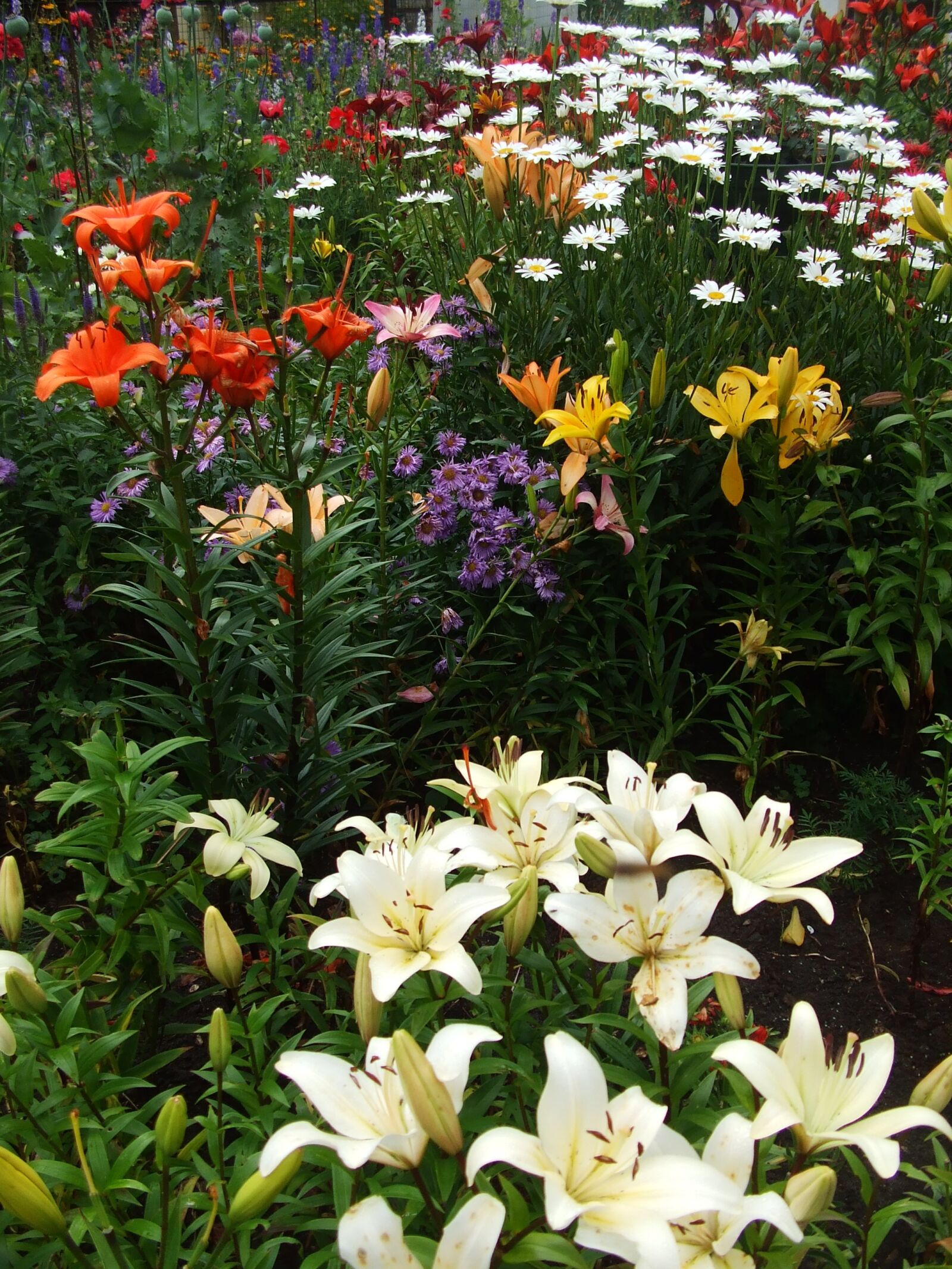 Fujifilm FinePix A610 sample photo. Summer, garden, flowers photography