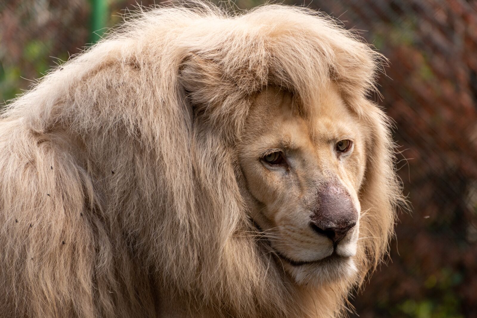 Nikon D750 sample photo. White lion, zoo, nature photography