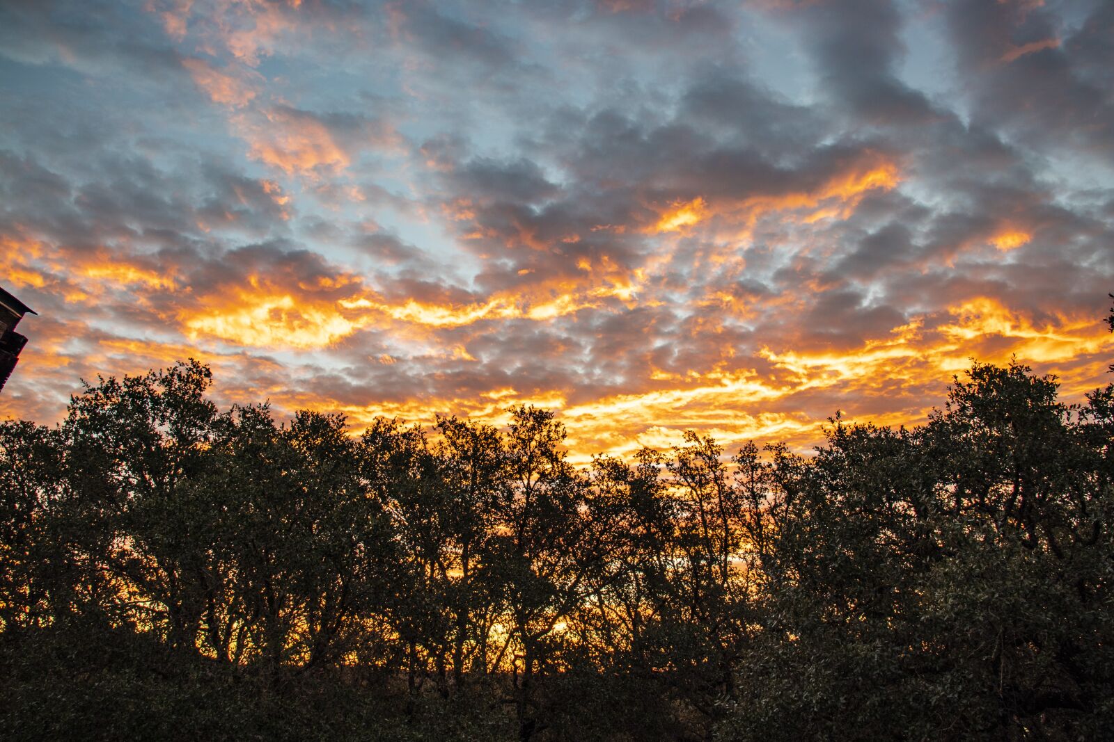 Canon EOS 800D (EOS Rebel T7i / EOS Kiss X9i) sample photo. Sunrise, landscape, trees photography