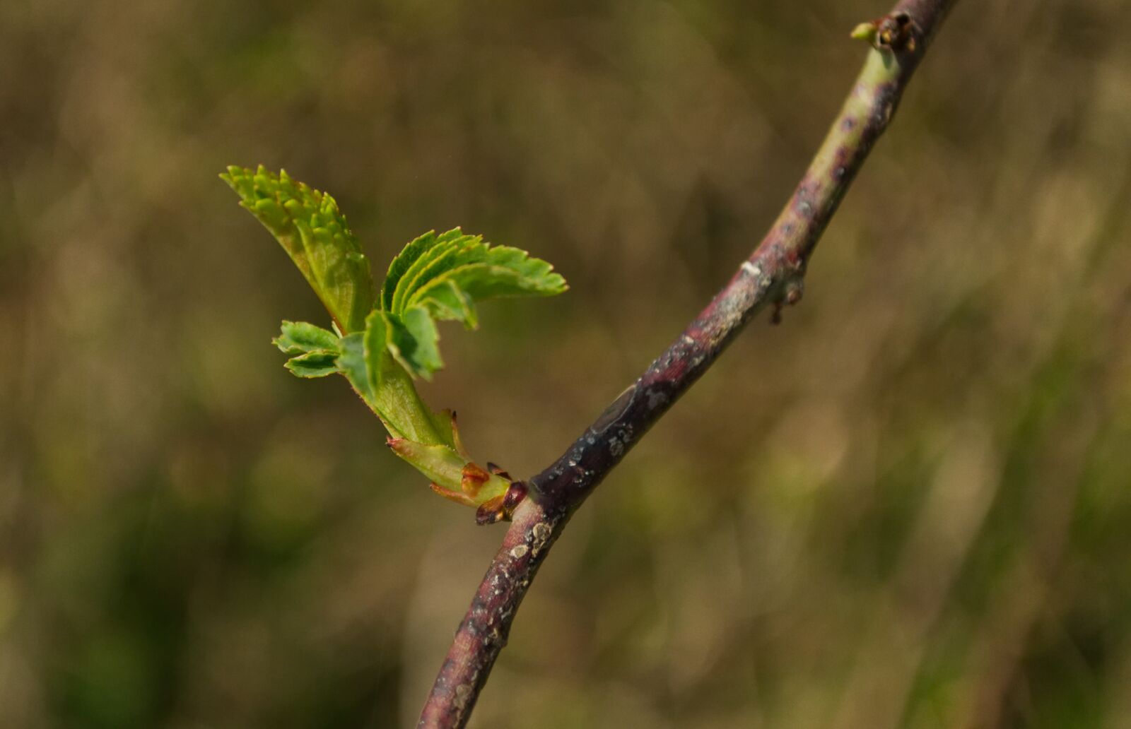 Nikon D3100 sample photo. Spring, green, plant photography