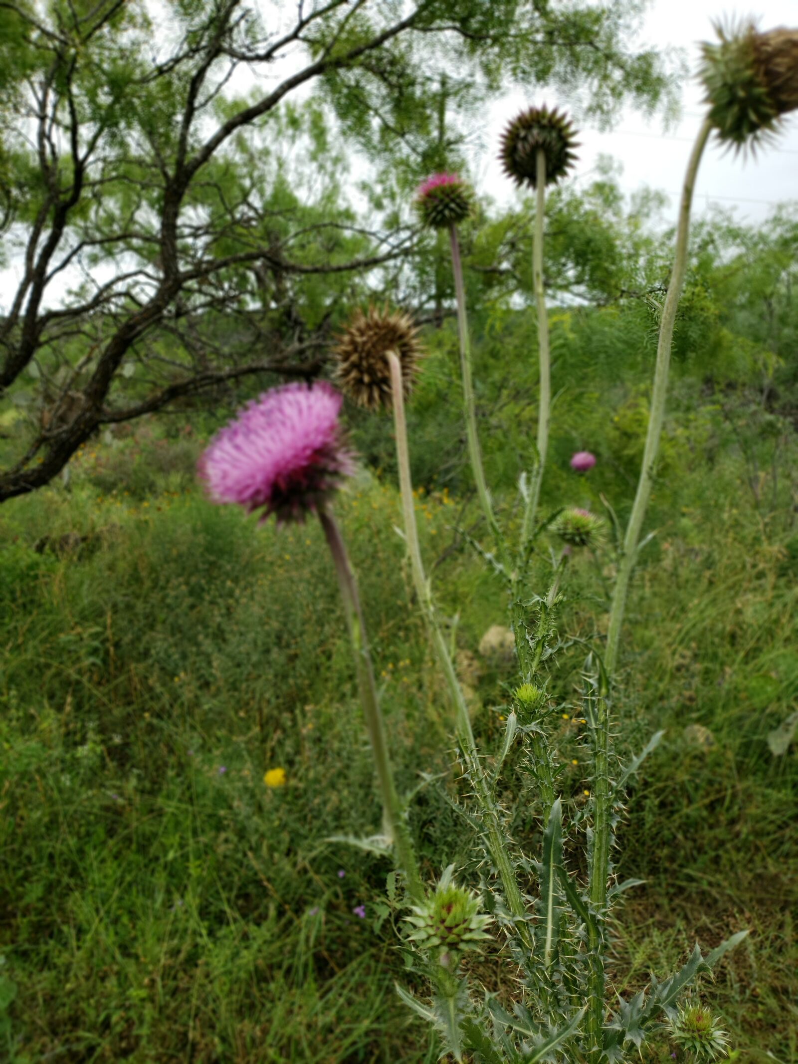 Samsung Galaxy S9 sample photo. Wildflower, texas, wildflowers photography
