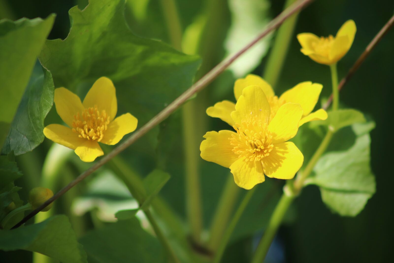Canon EOS 800D (EOS Rebel T7i / EOS Kiss X9i) sample photo. Caltha palustris, hahnenfu gew photography