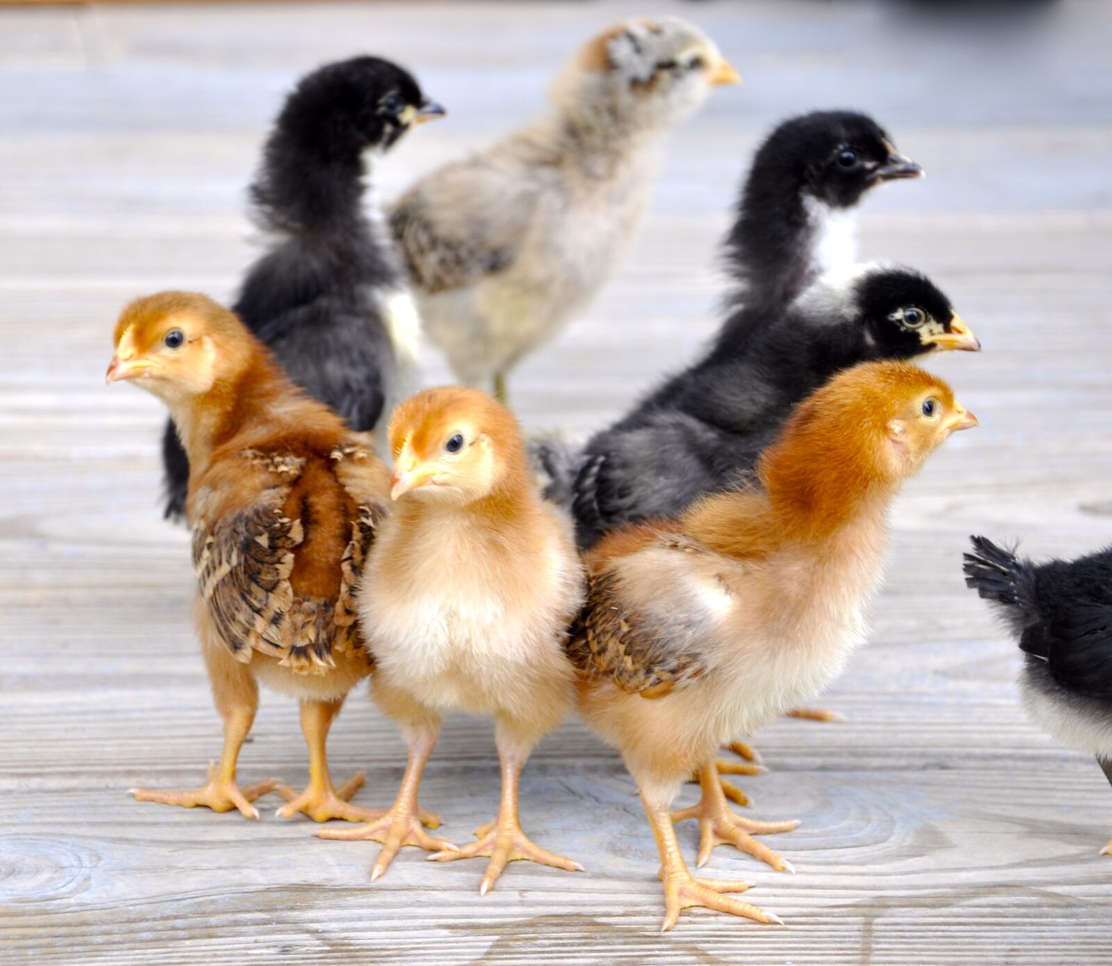 Nikon D90 sample photo. Chicks, chicken, hen photography