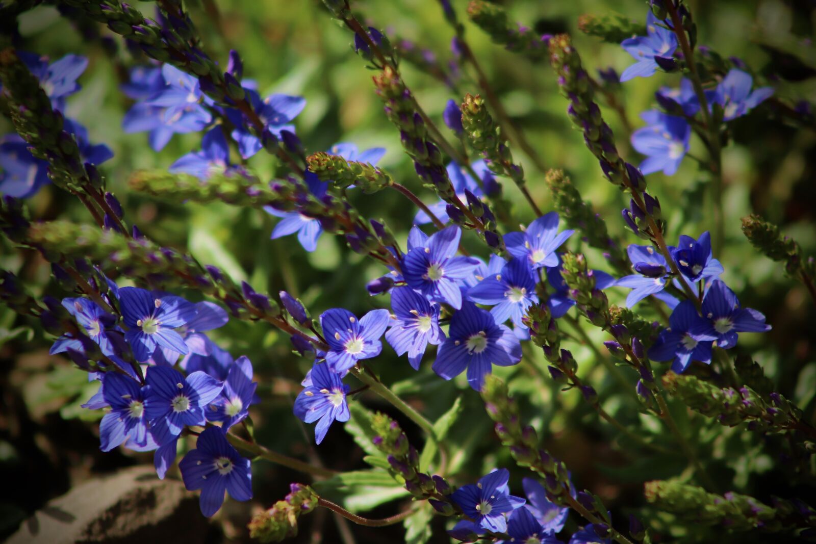 Canon EOS 800D (EOS Rebel T7i / EOS Kiss X9i) sample photo. Honorary award, flowers, blue photography