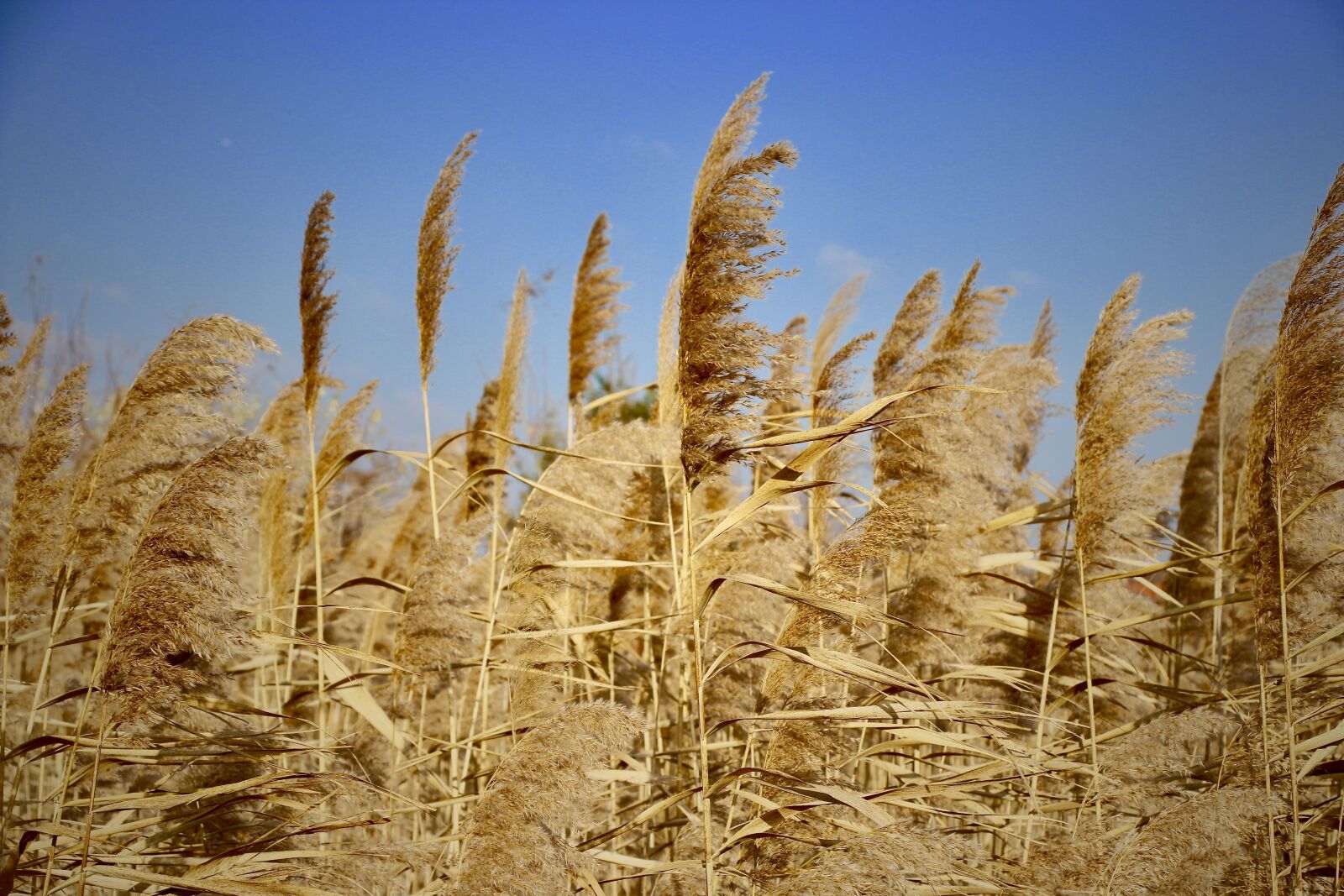Canon EOS 70D sample photo. Autumn, reed, nature photography