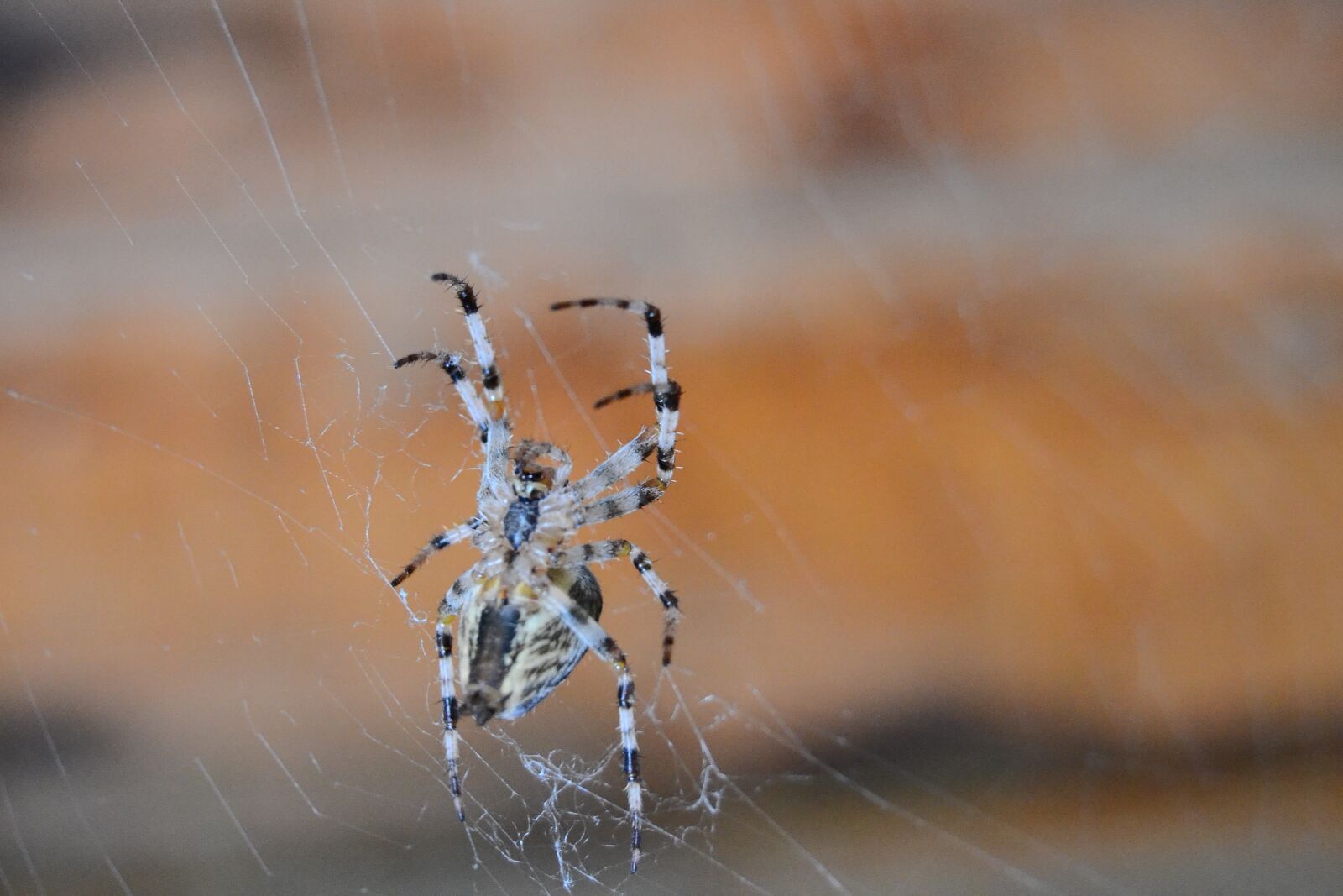 Nikon D3100 sample photo. Spider, spider web, insect photography
