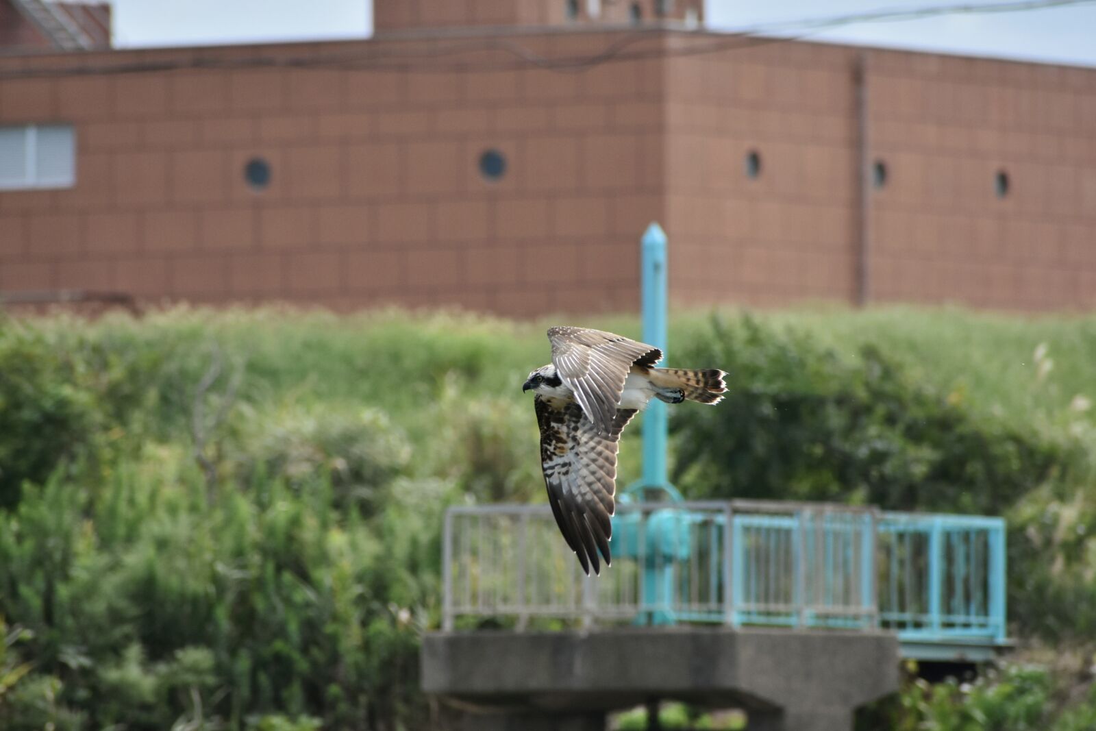 Nikon D7200 sample photo. Animal, river, grass photography