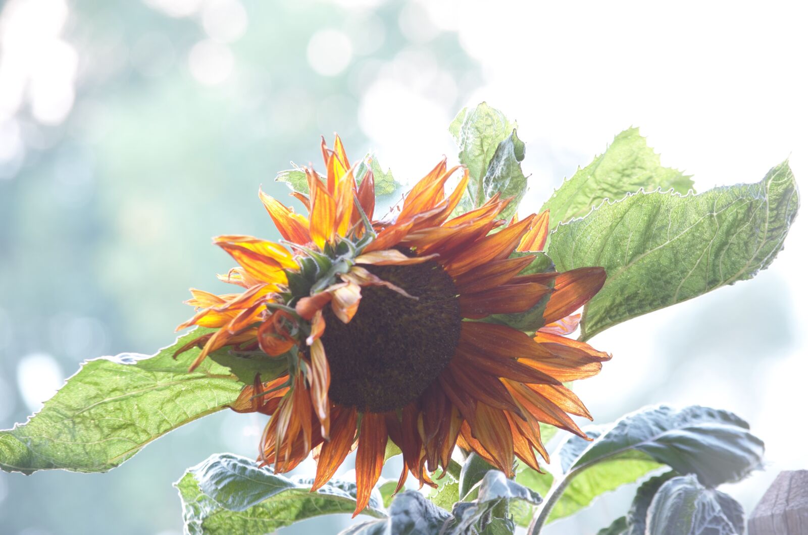 Nikon D5100 sample photo. Sunflower, fall, orange photography