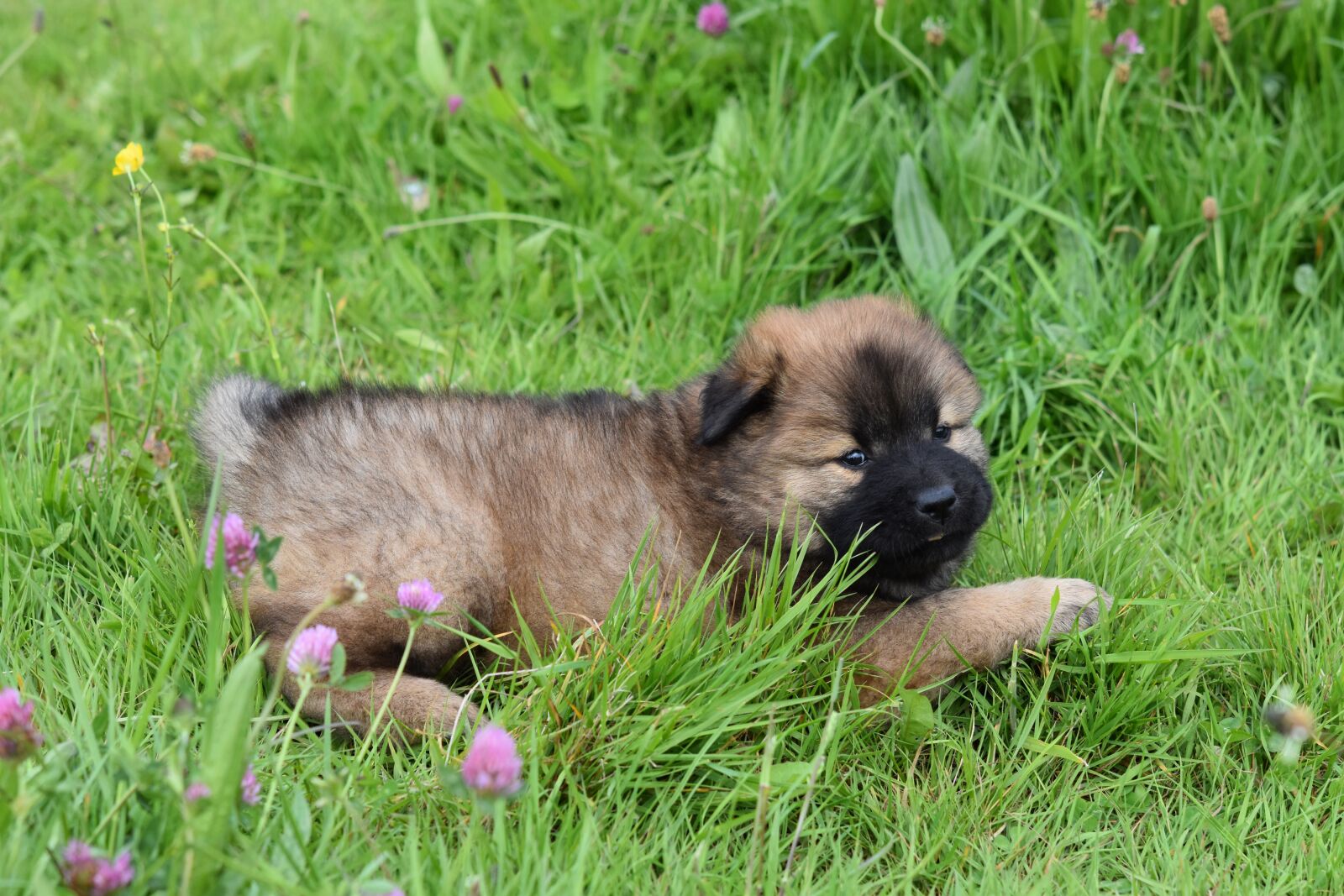 Nikon D5600 sample photo. Dog, puppy, eurasier photography