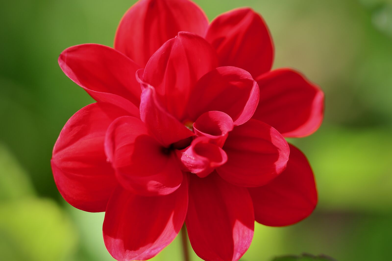 Canon EOS 800D (EOS Rebel T7i / EOS Kiss X9i) sample photo. Dahlia, dahlia flower, red photography