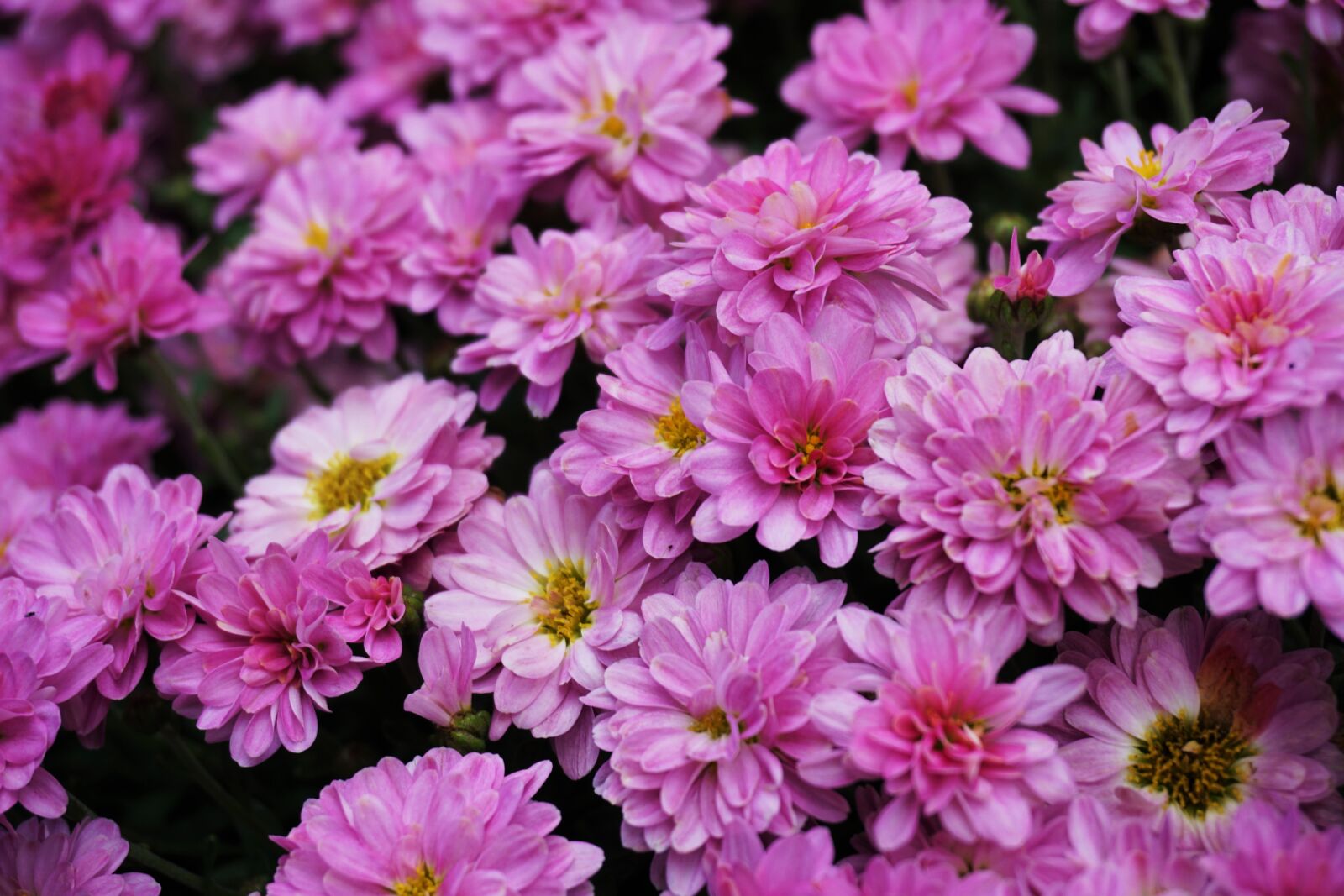 Sony a6000 sample photo. Flowers, pink, pink flower photography