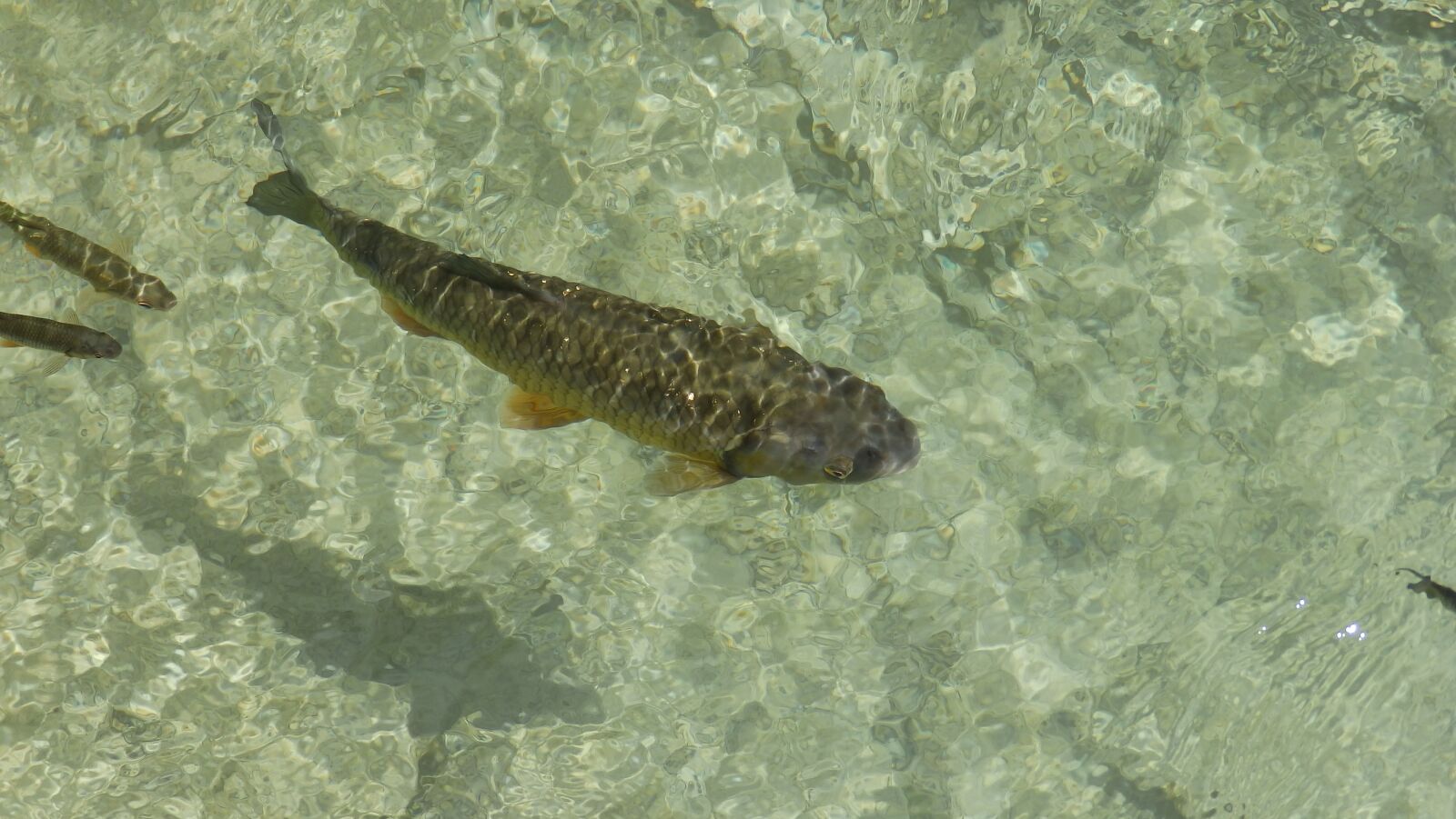 Olympus SP-820UZ sample photo. Fish, carp, lagoon photography
