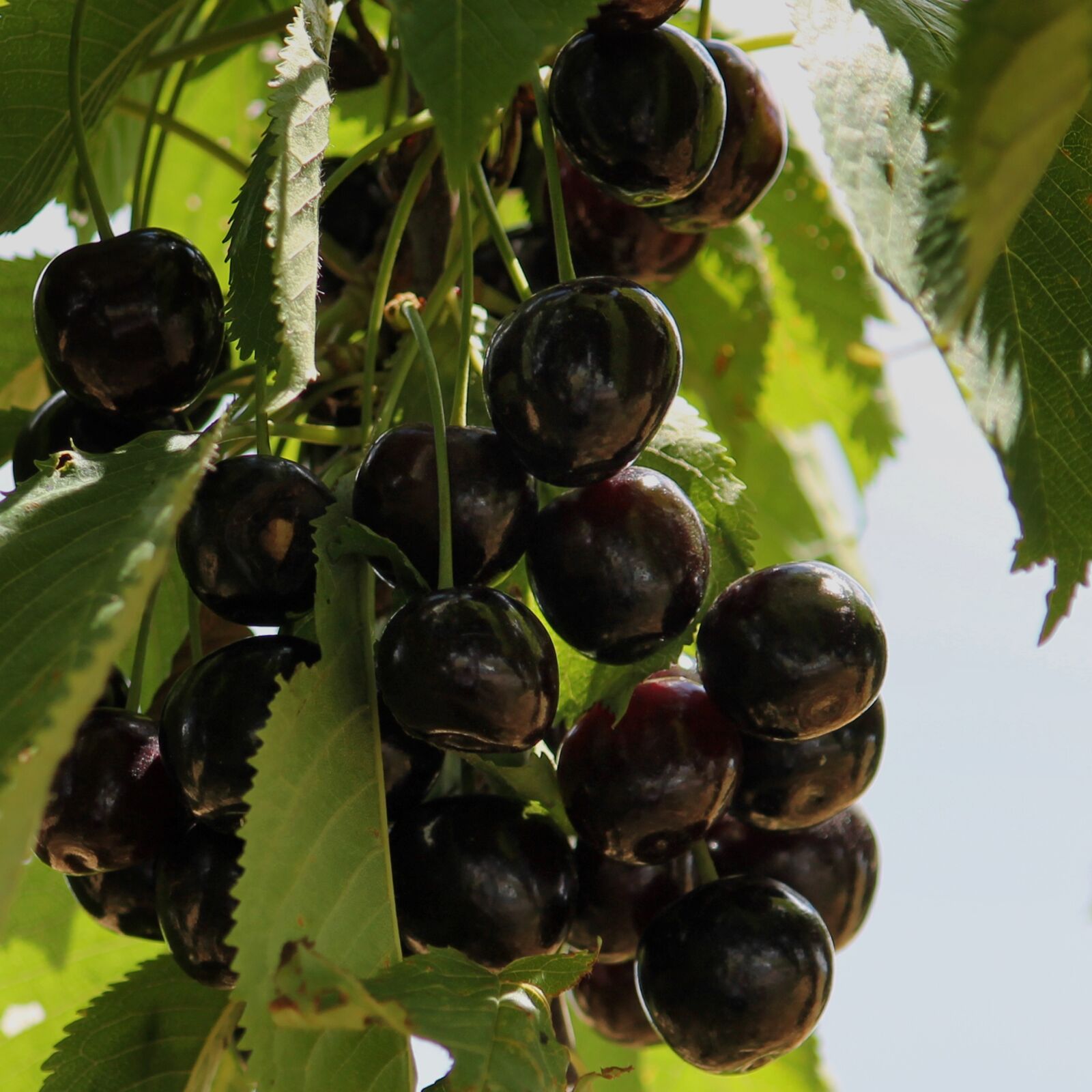 Canon EF-S 55-250mm F4-5.6 IS II sample photo. Cherries, sweet, black photography