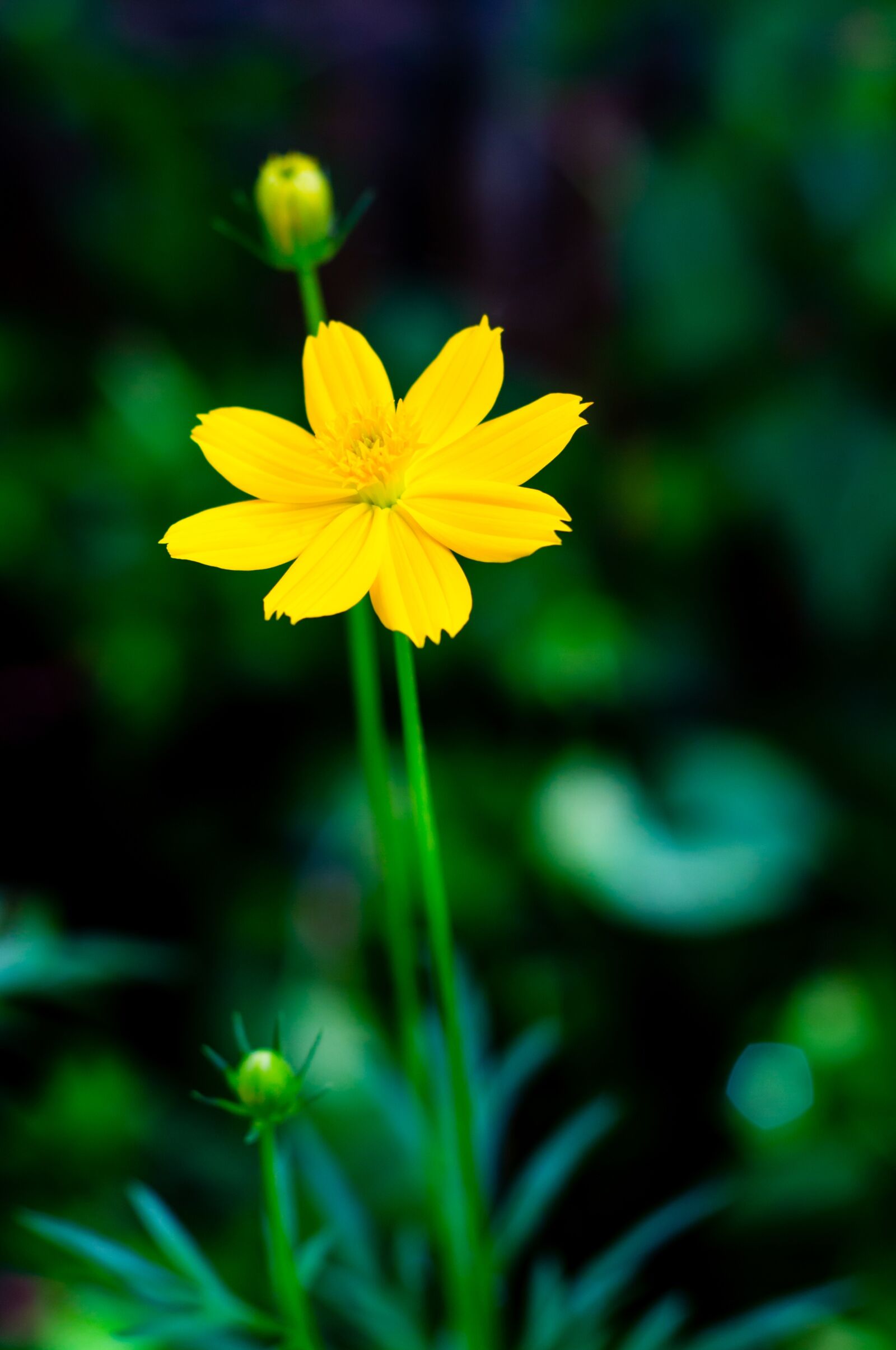 Canon EOS 700D (EOS Rebel T5i / EOS Kiss X7i) + Canon EF 50mm F1.8 II sample photo. Flower, wing, butterfly photography