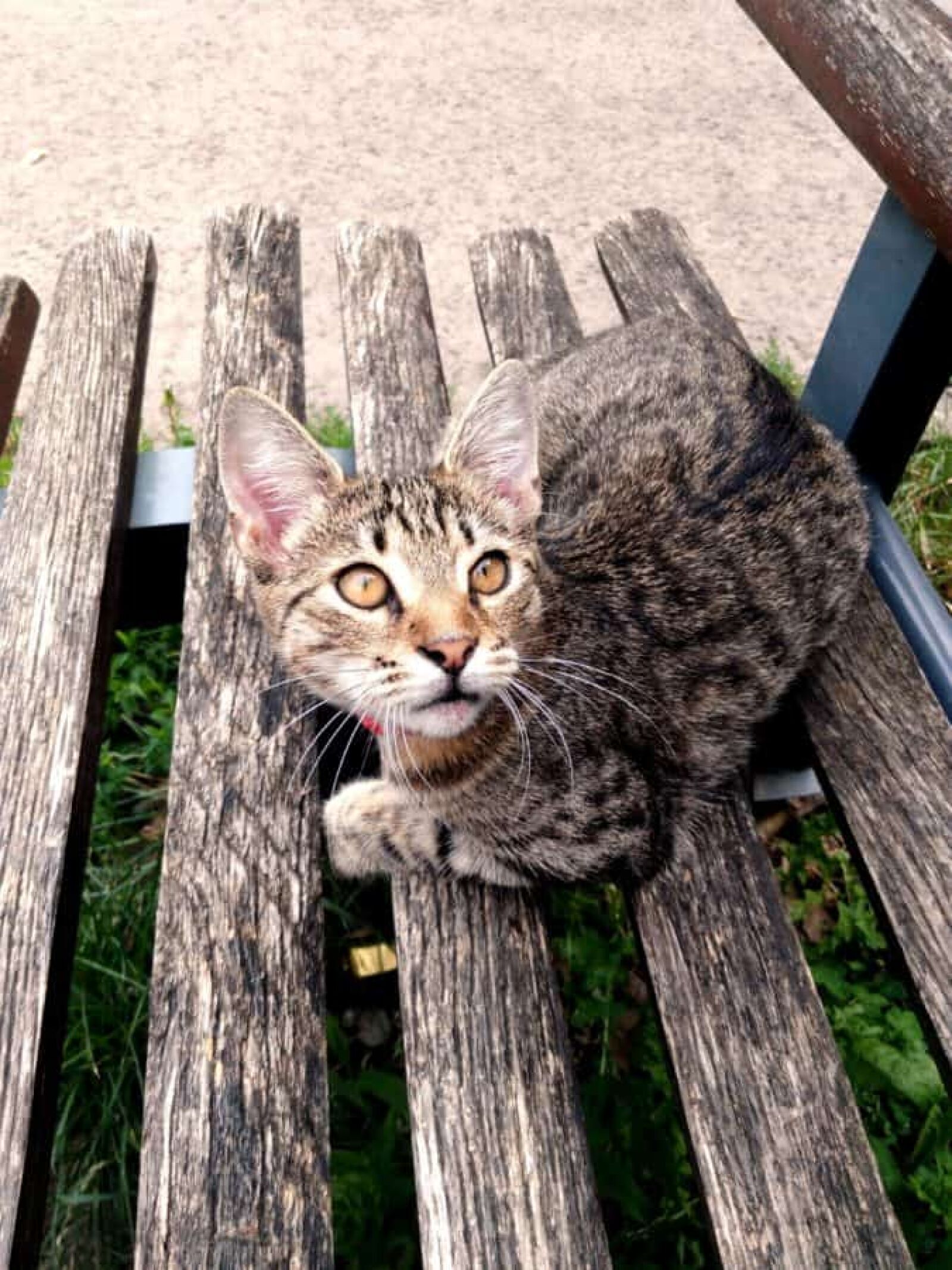 Lenovo S60-A sample photo. Nature, wood, domestic cat photography