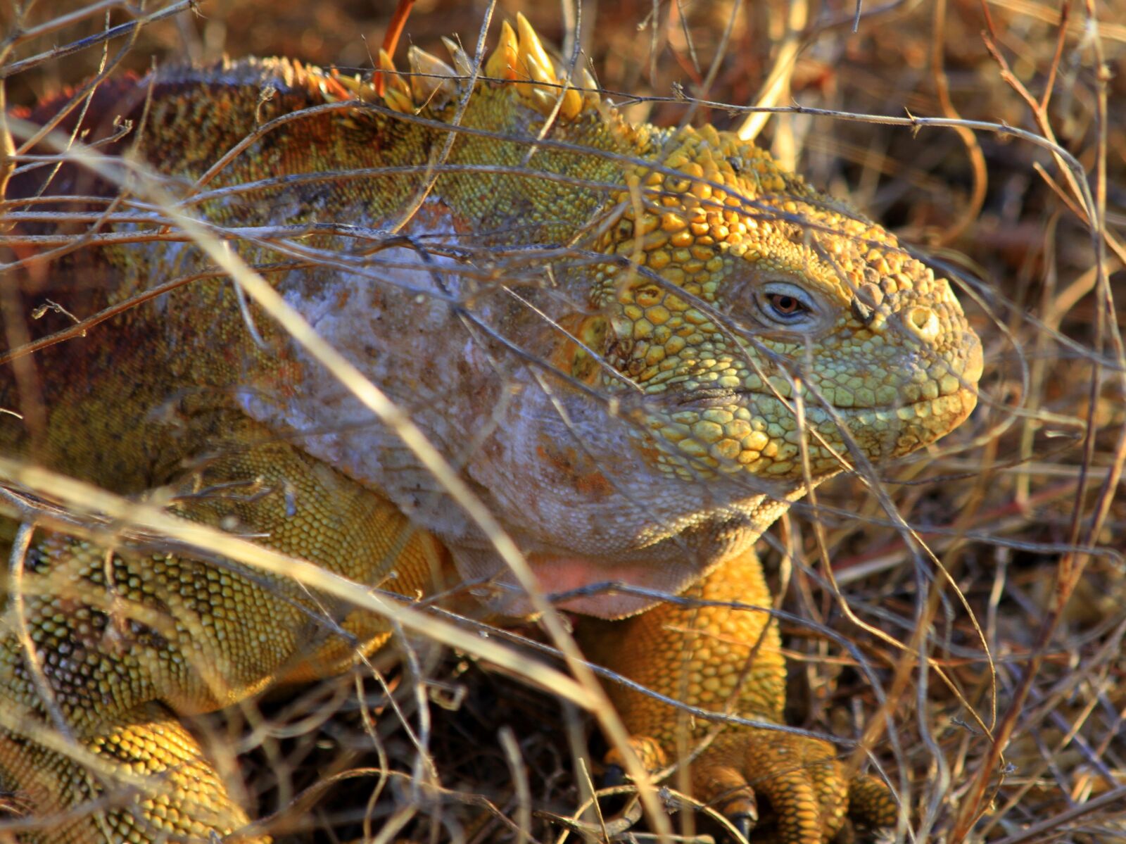 Canon EOS 7D sample photo. Reptile, nature, lizard photography