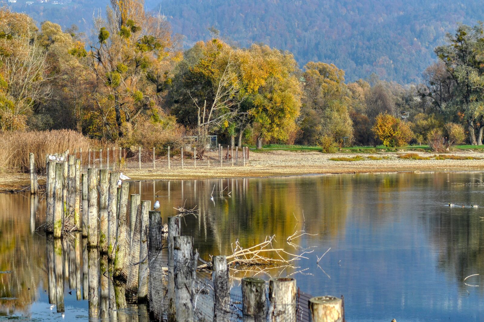 Nikon D5000 sample photo. Autumn, bank, lake photography