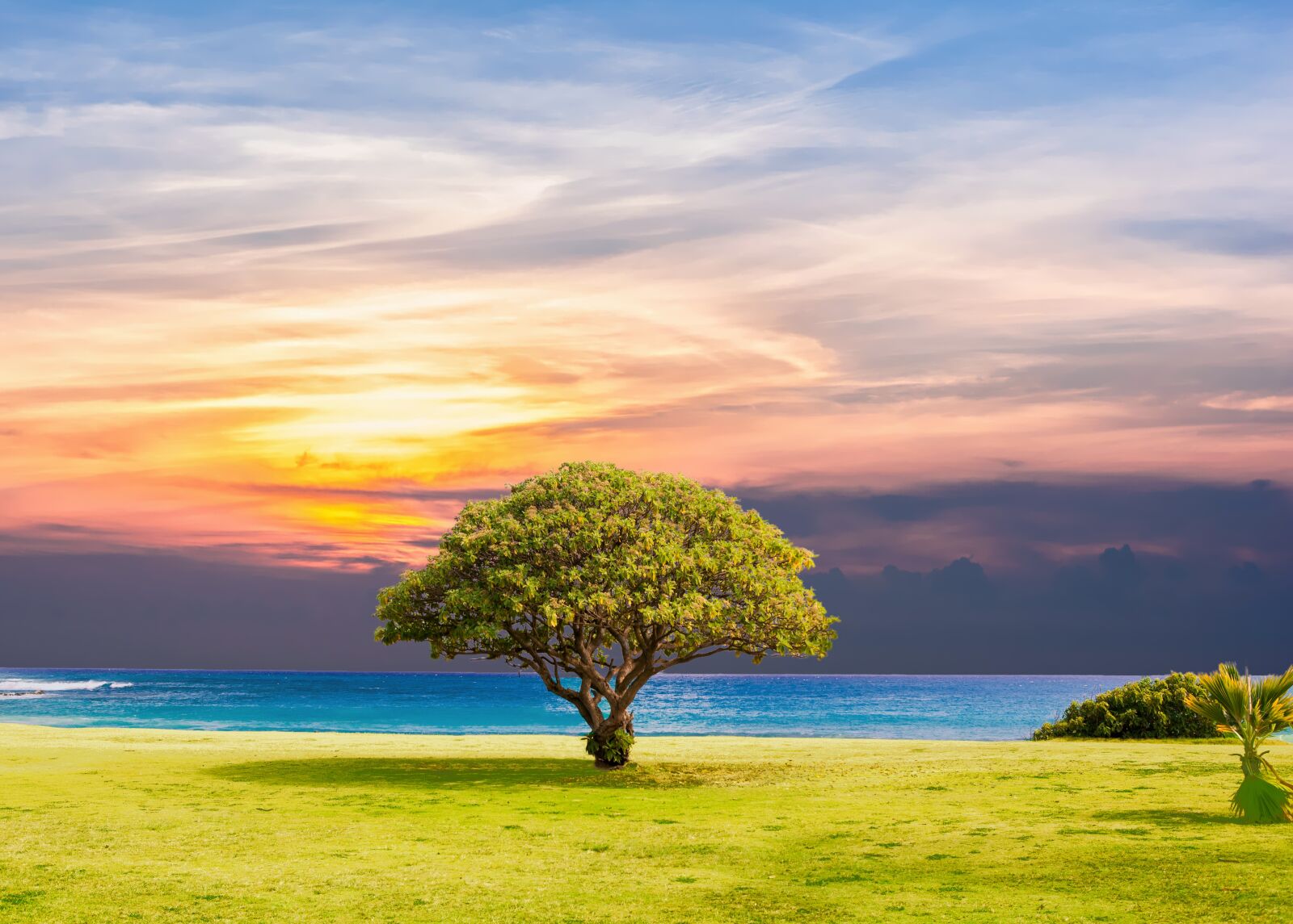 Canon EOS 5D Mark II sample photo. Tree, sea, grass photography