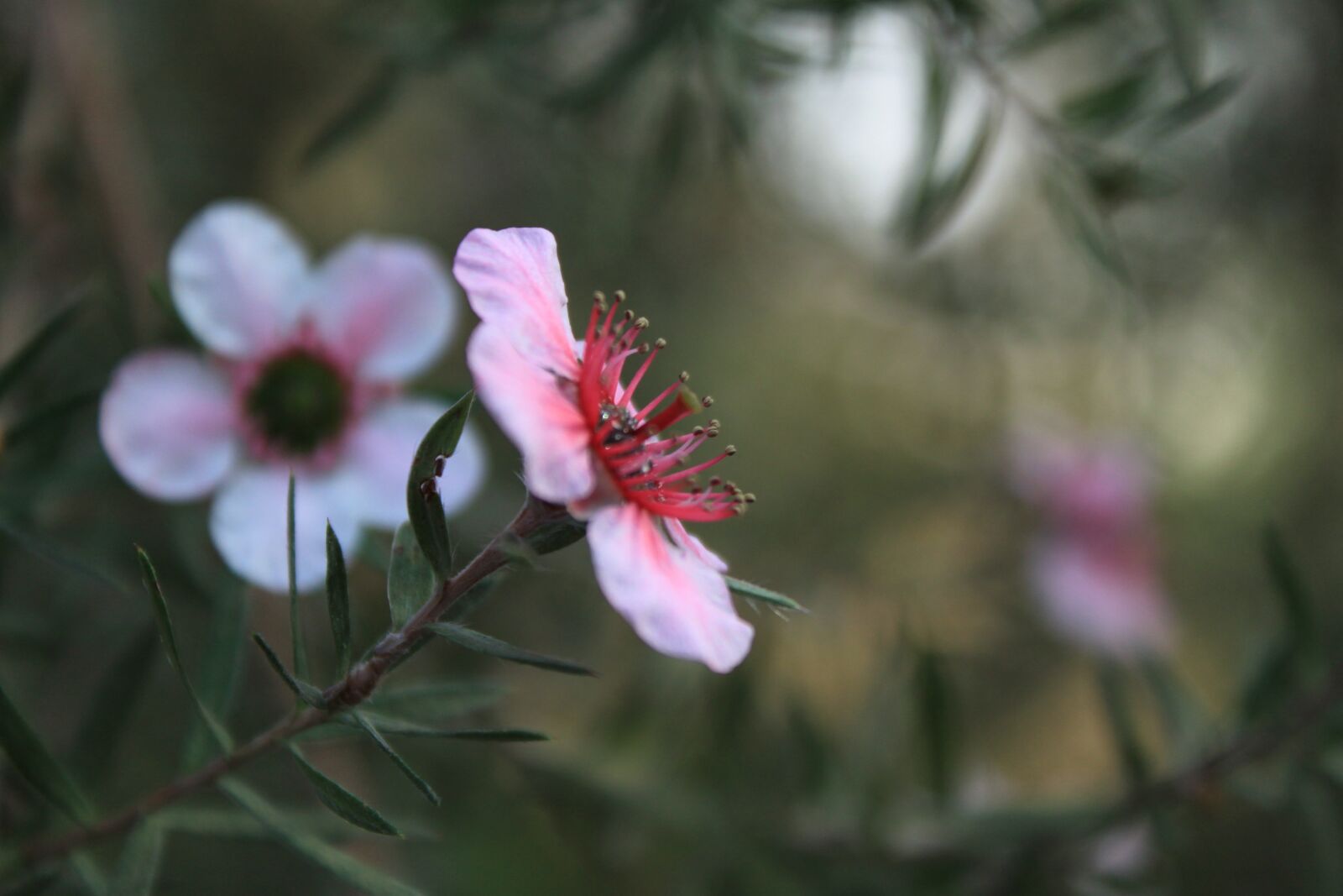 Canon EOS 500D (EOS Rebel T1i / EOS Kiss X3) sample photo. Flowers, cactus, plants photography