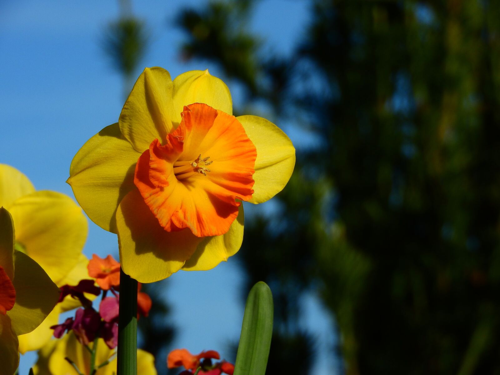 Nikon Coolpix P610 sample photo. Daffodil, narcissus, yellow photography