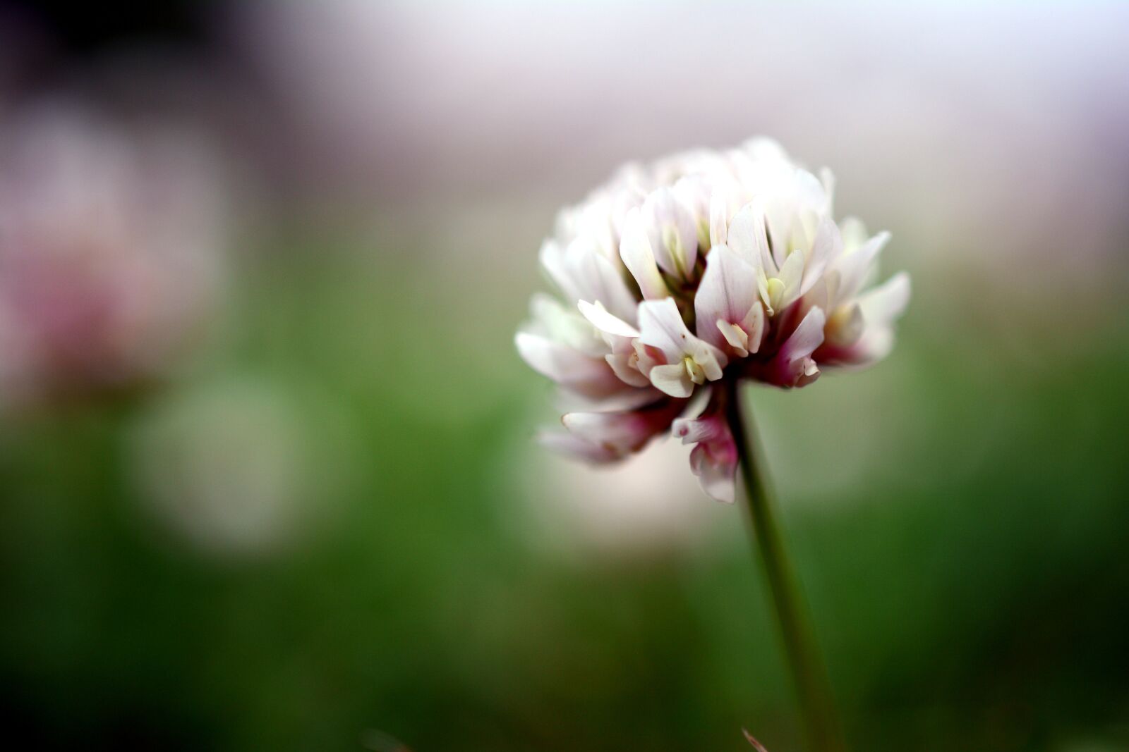 Nikon D5200 sample photo. Klee, wiesenklee, meadow photography