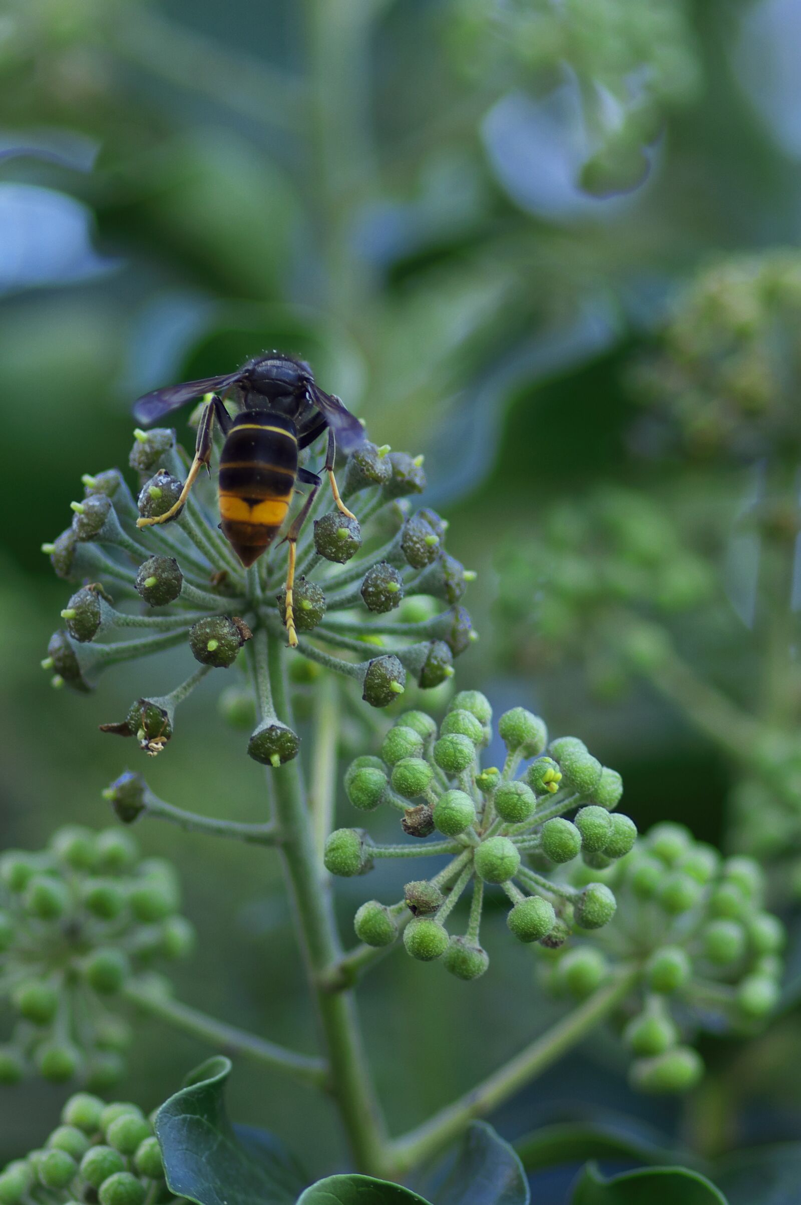 Pentax K-3 sample photo. Asian hornet, vespa velutina photography