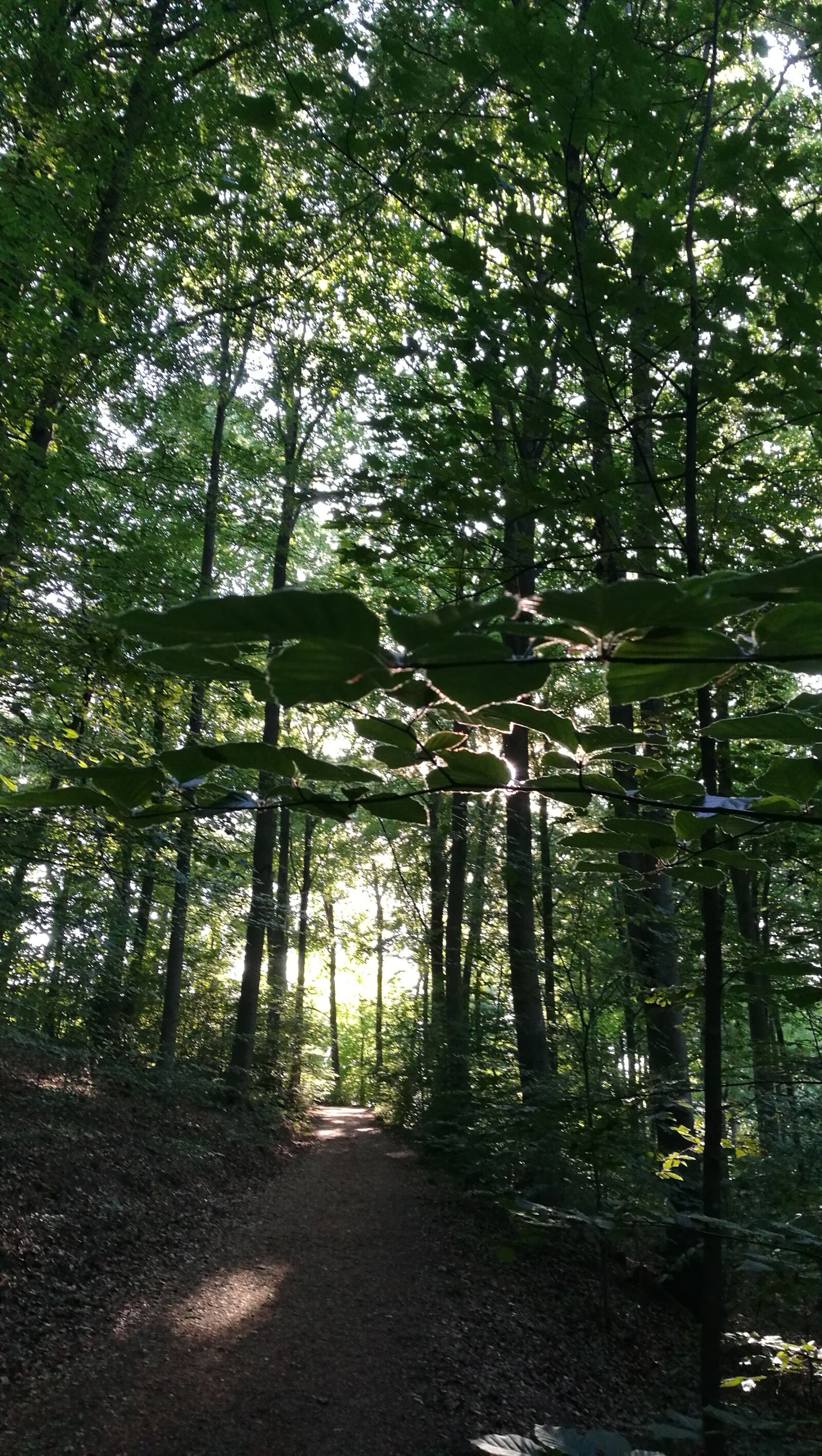 HUAWEI P9 sample photo. Forest, nature, green photography