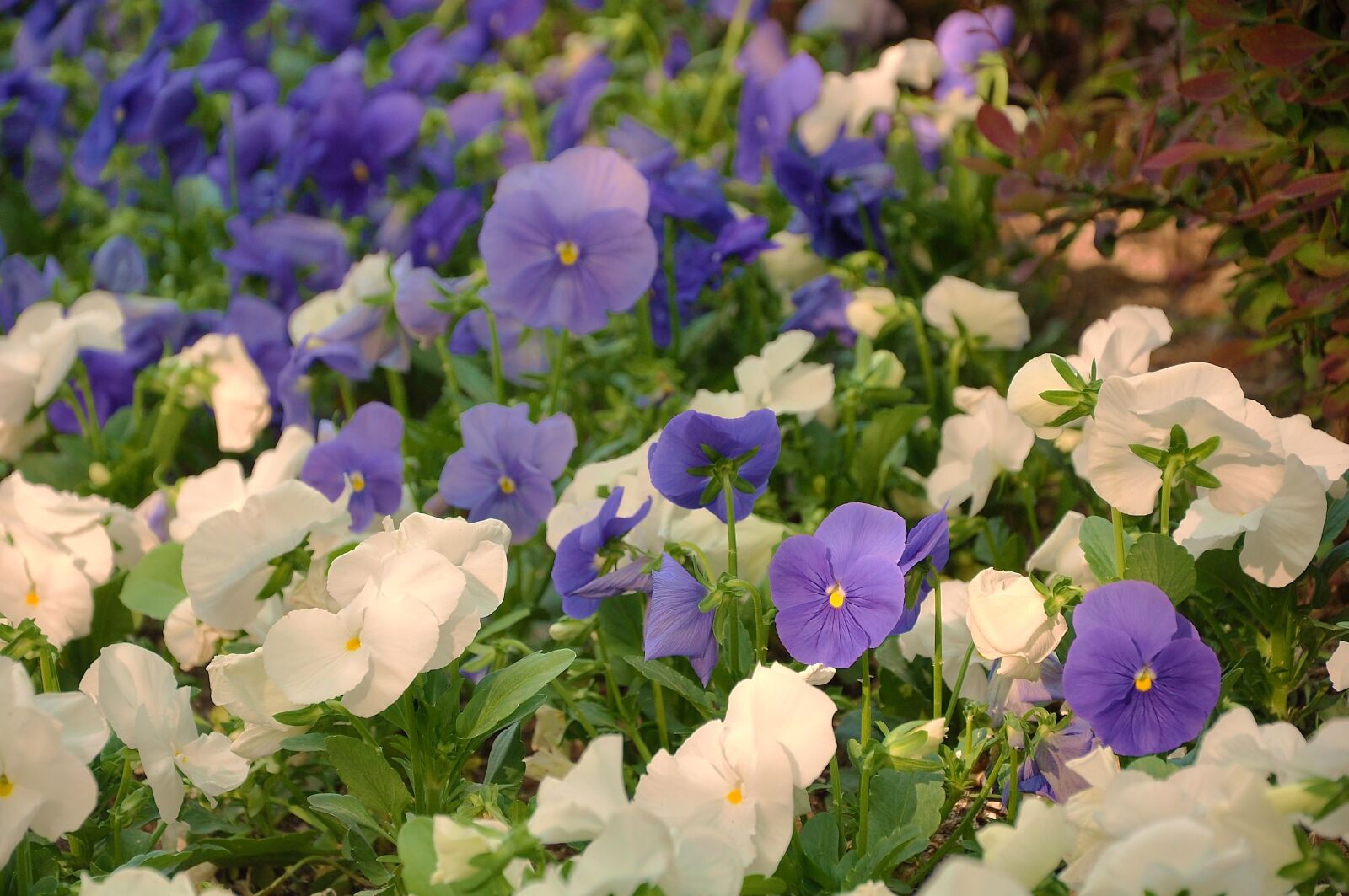 Nikon D90 sample photo. Flower, plant, nature photography