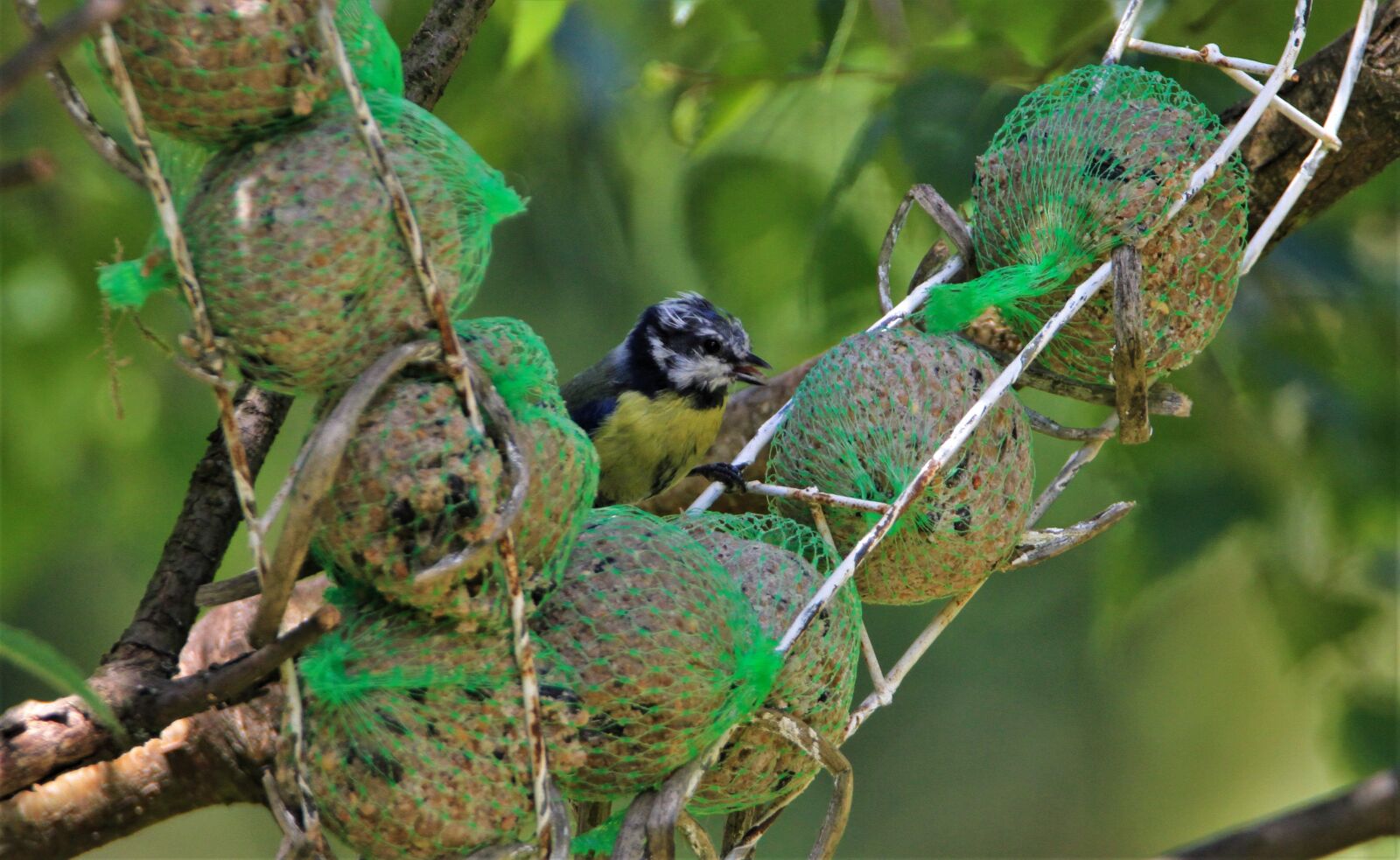 Canon EOS 7D + Tamron SP 150-600mm F5-6.3 Di VC USD sample photo. Blue tit, foraging, feeding photography