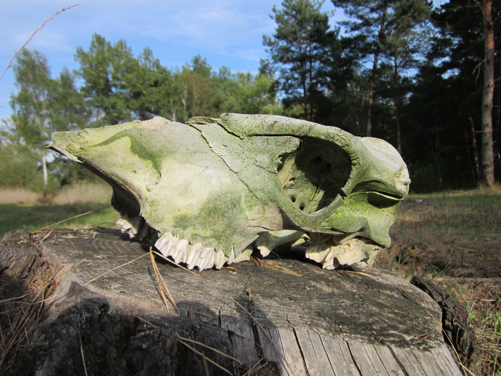 Canon PowerShot A1200 sample photo. Skull, bone, animal photography