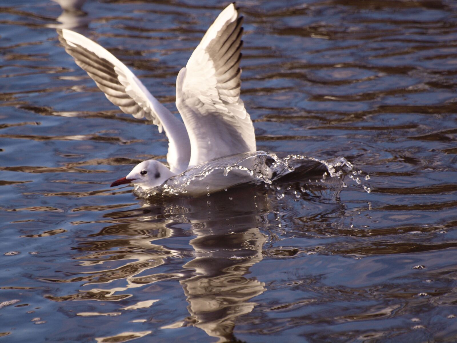 Olympus E-30 sample photo. Seagull, water, animals photography