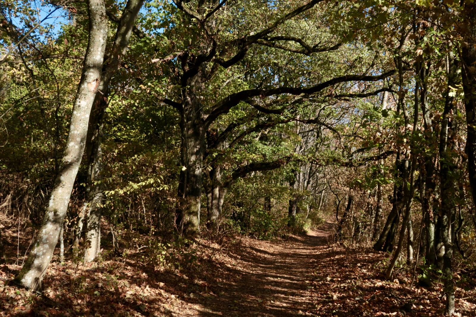 Canon PowerShot G7 X Mark II sample photo. Forest, trees, path photography