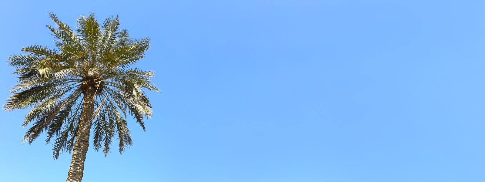Samsung Galaxy S9+ sample photo. Palm, tree, sky photography