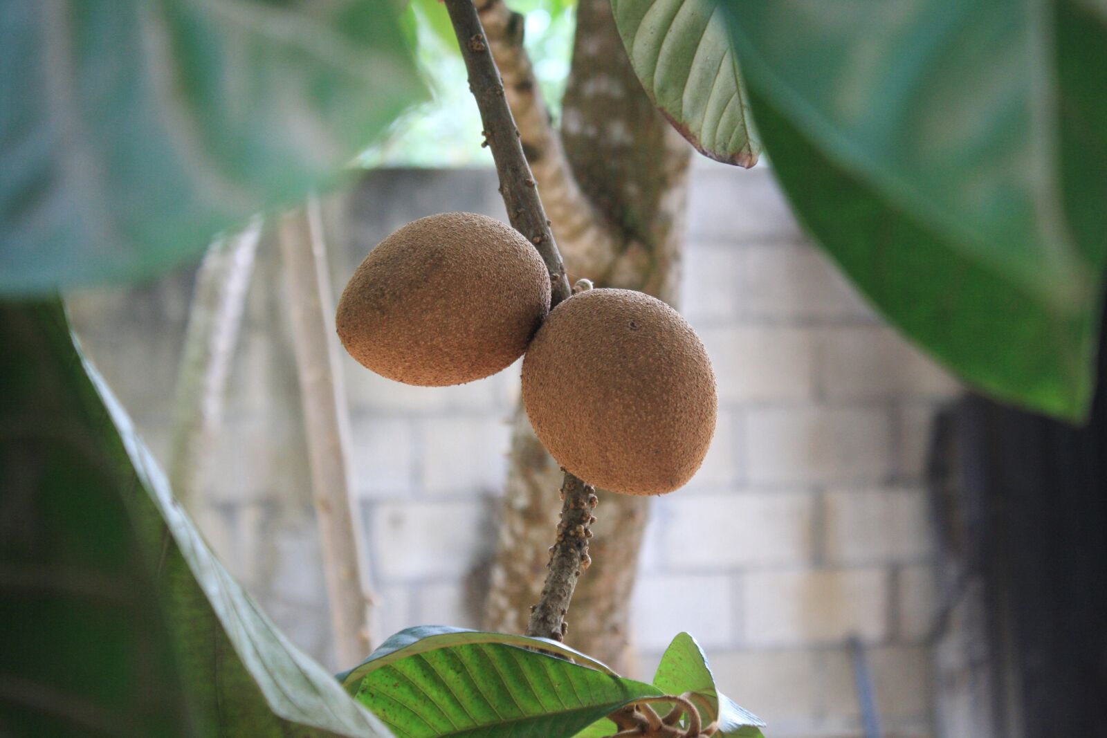 Canon EOS 1000D (EOS Digital Rebel XS / EOS Kiss F) sample photo. Fruit, nature, or photography