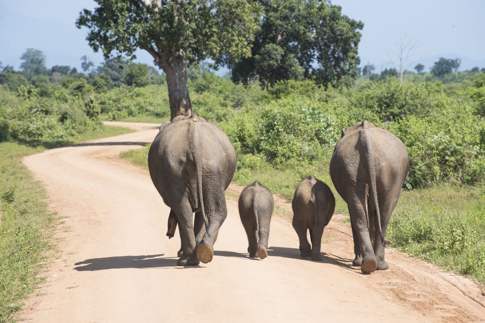 Nikon D750 sample photo. Vacations, elephant, family photography