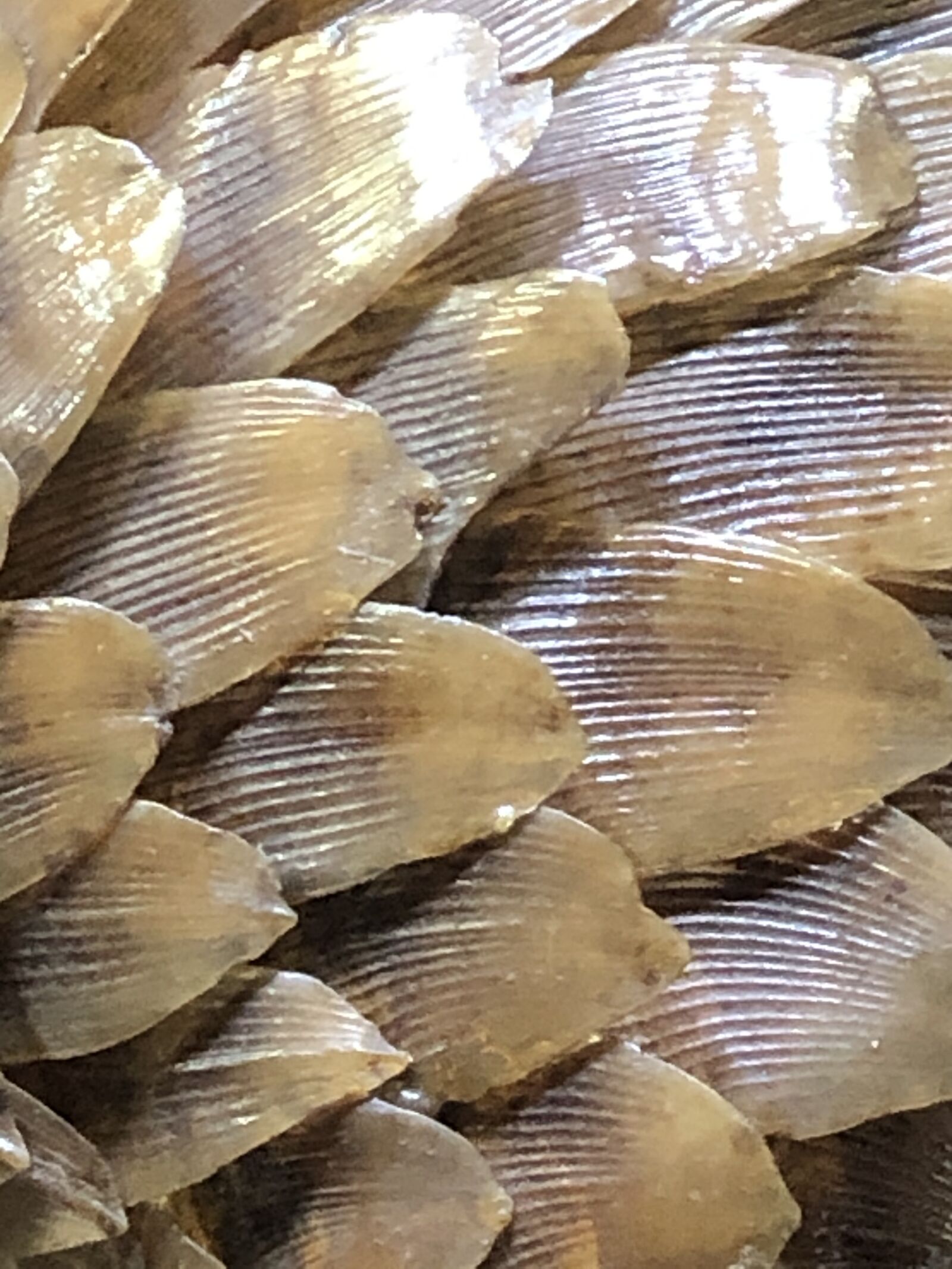 iPhone X back dual camera 4mm f/1.8 sample photo. Pangolin, scale, exotic photography