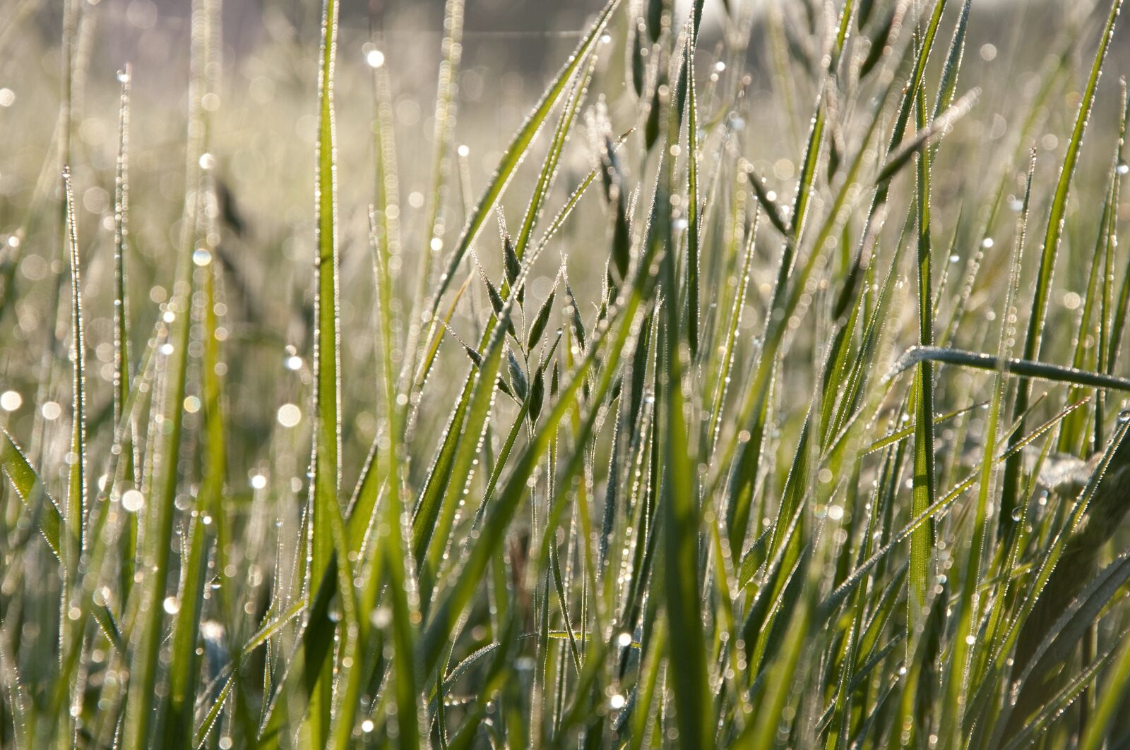 Nikon D90 sample photo. Sparkling, grass, light photography