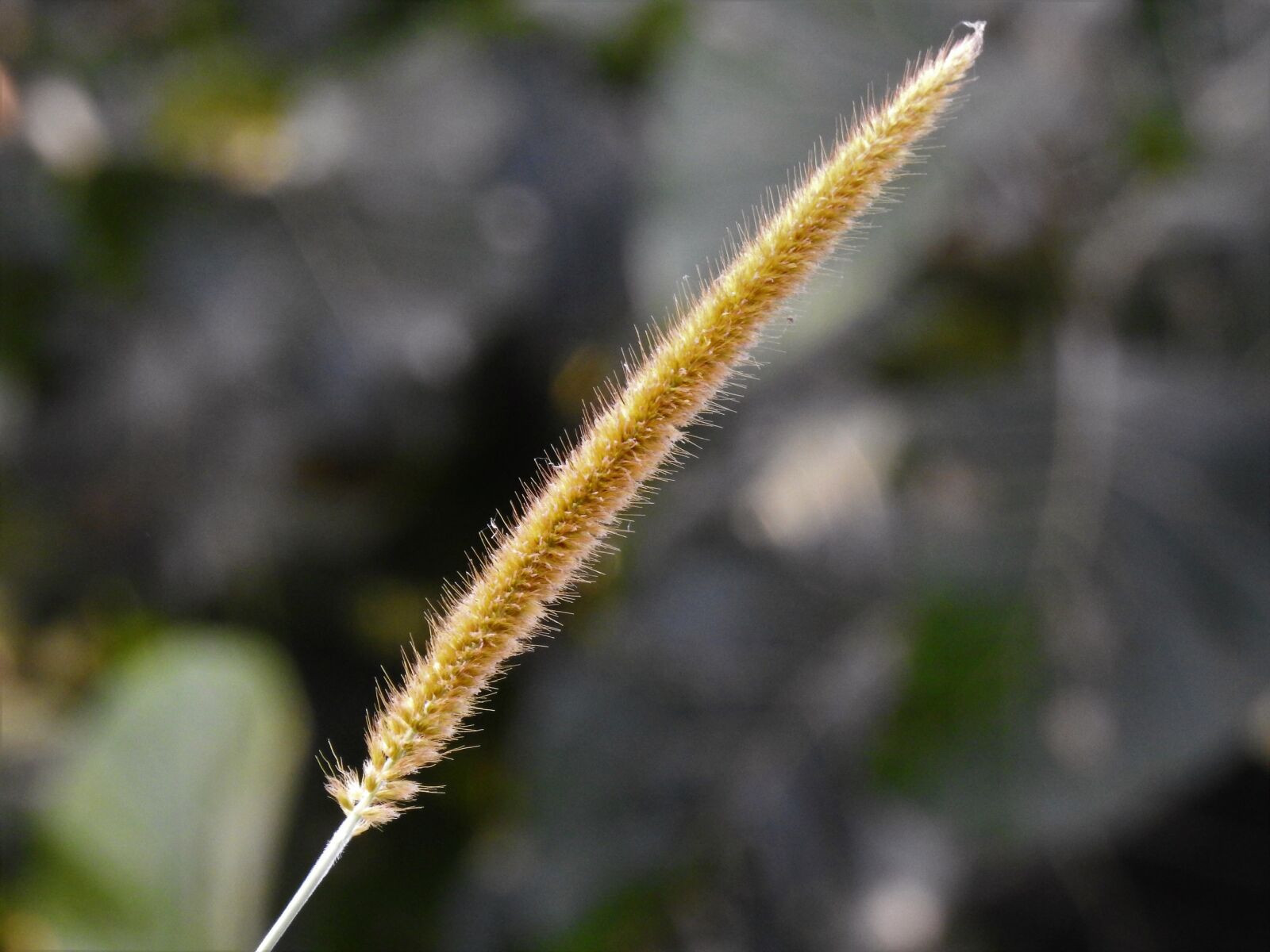 Nikon Coolpix P900 sample photo. Flower, leaf, floral photography