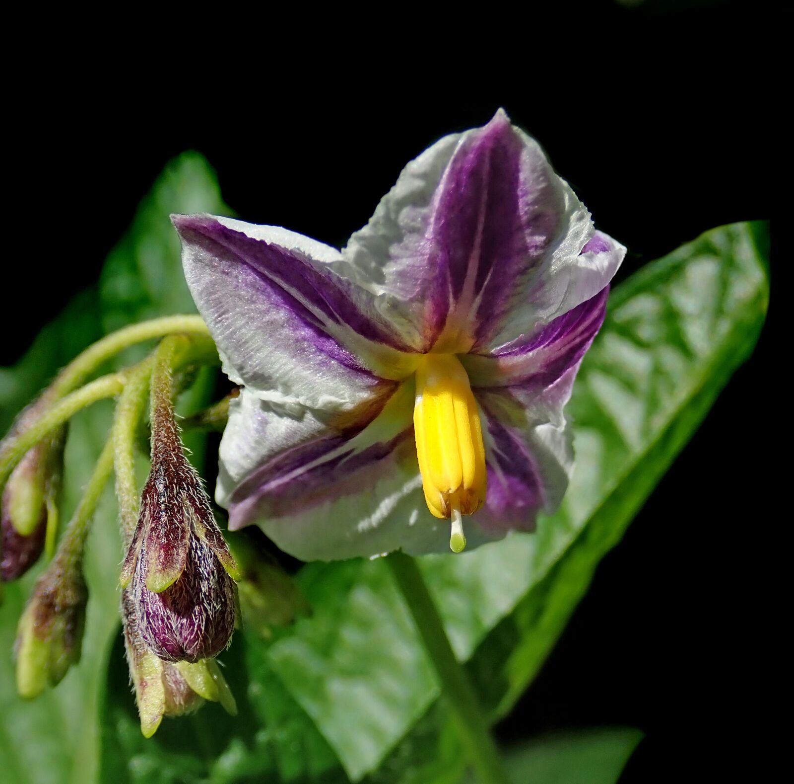 Olympus TG-5 sample photo. Flower, pepino, fruit photography