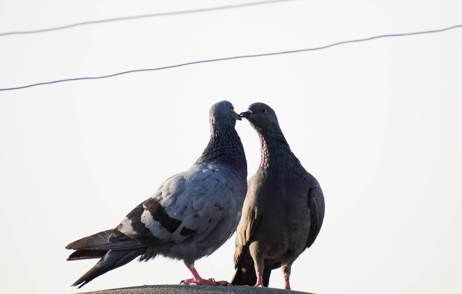 Nikon D3300 sample photo. Pigeons, couple, birds photography